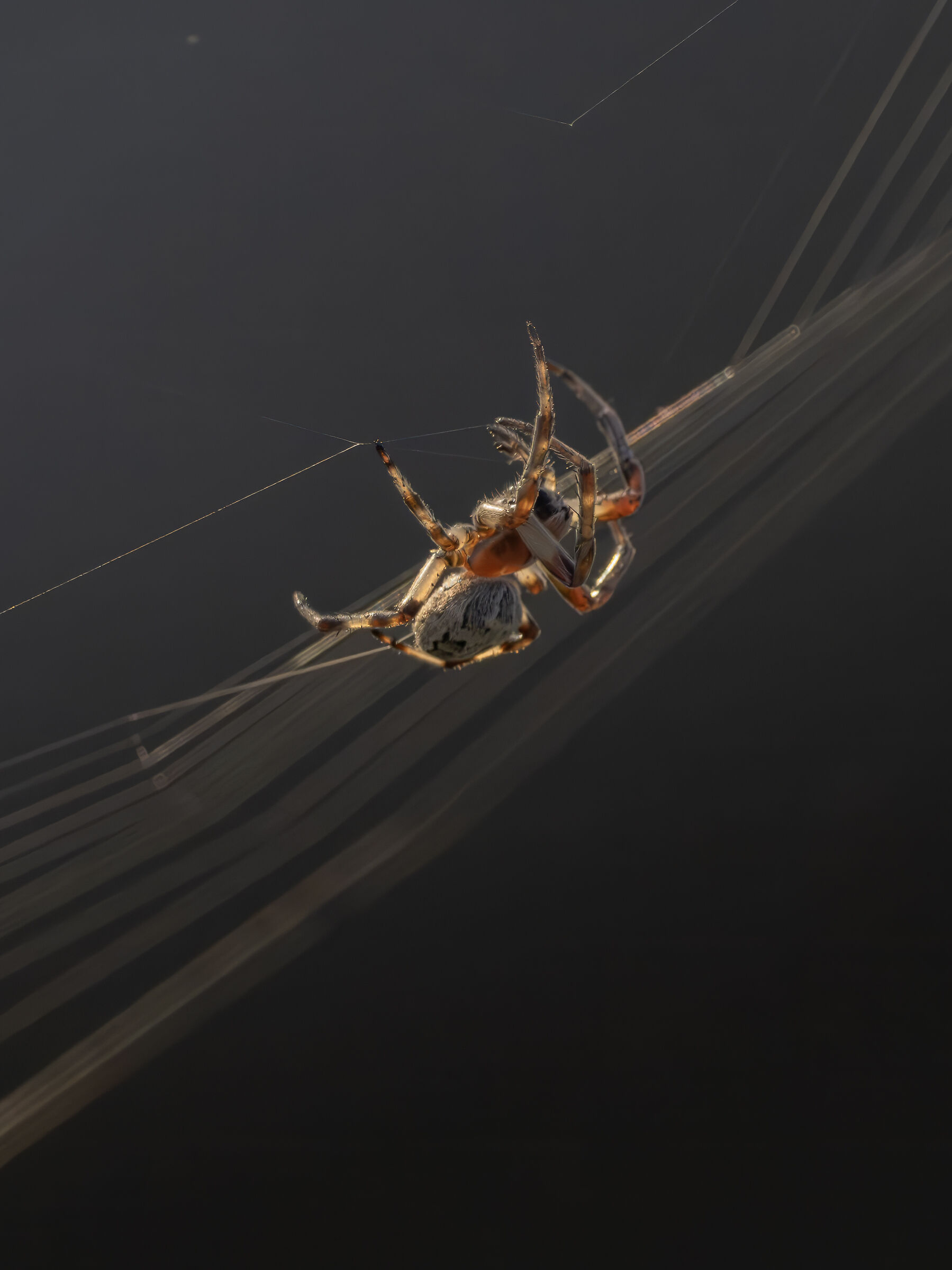 Arachnid