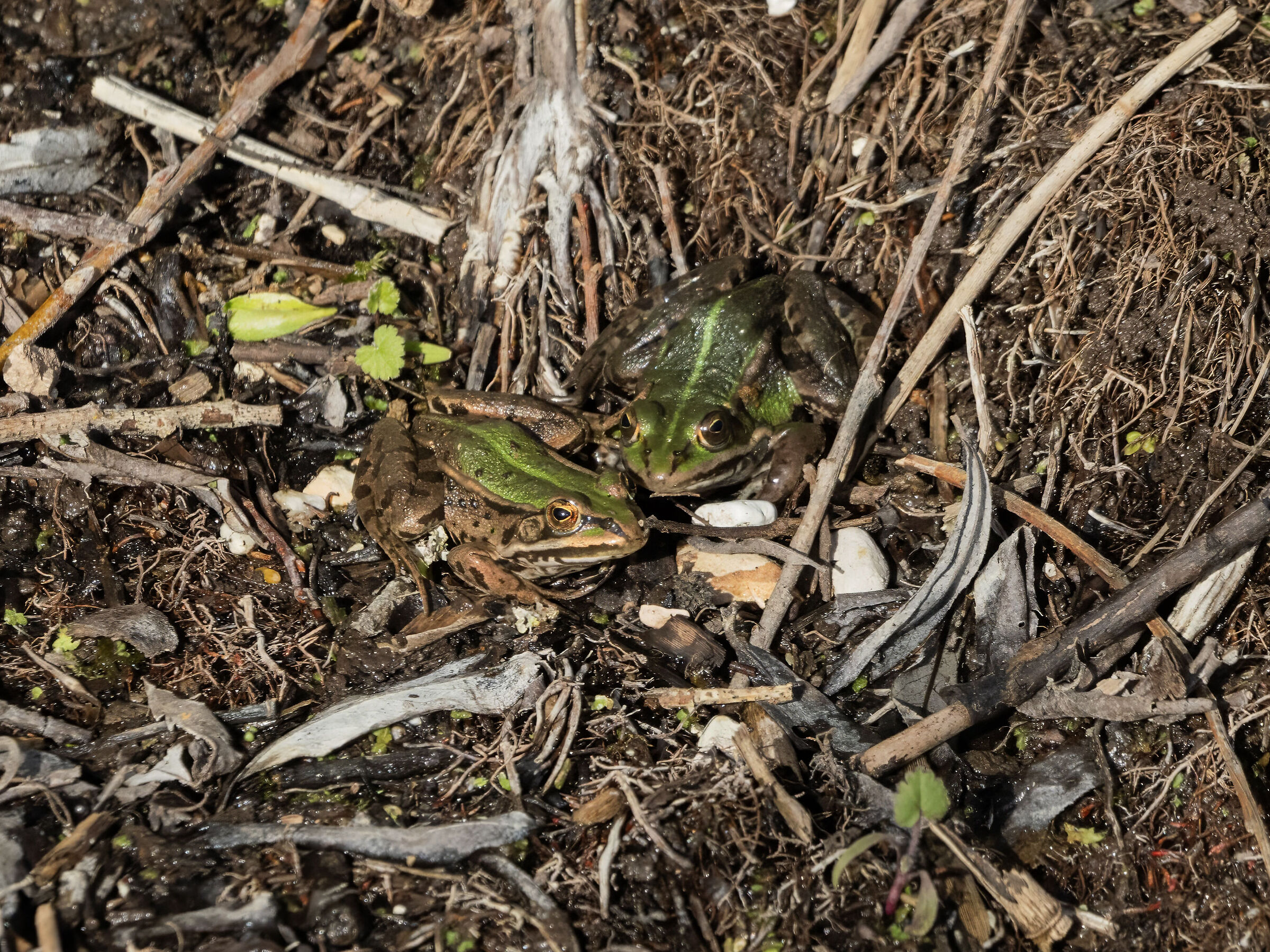 Pelophylax