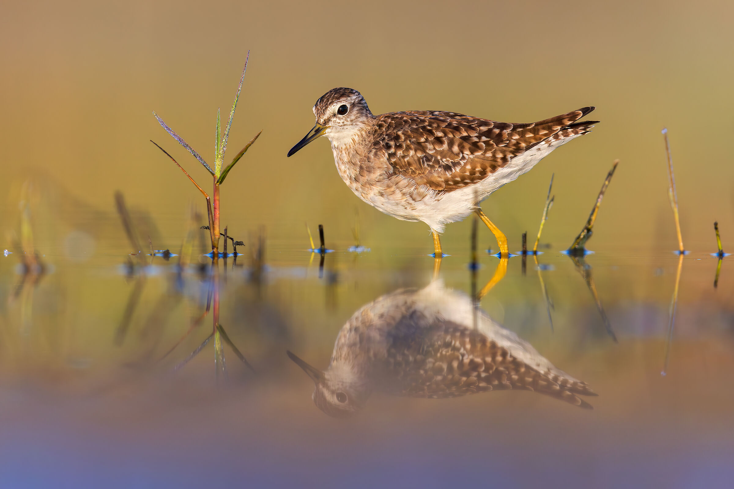 Sandpiper Wood Sandpiper