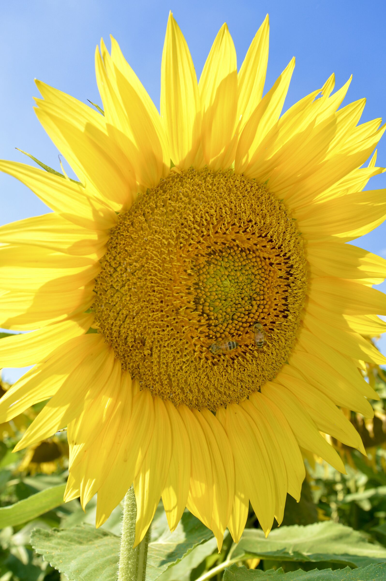 Sunflower