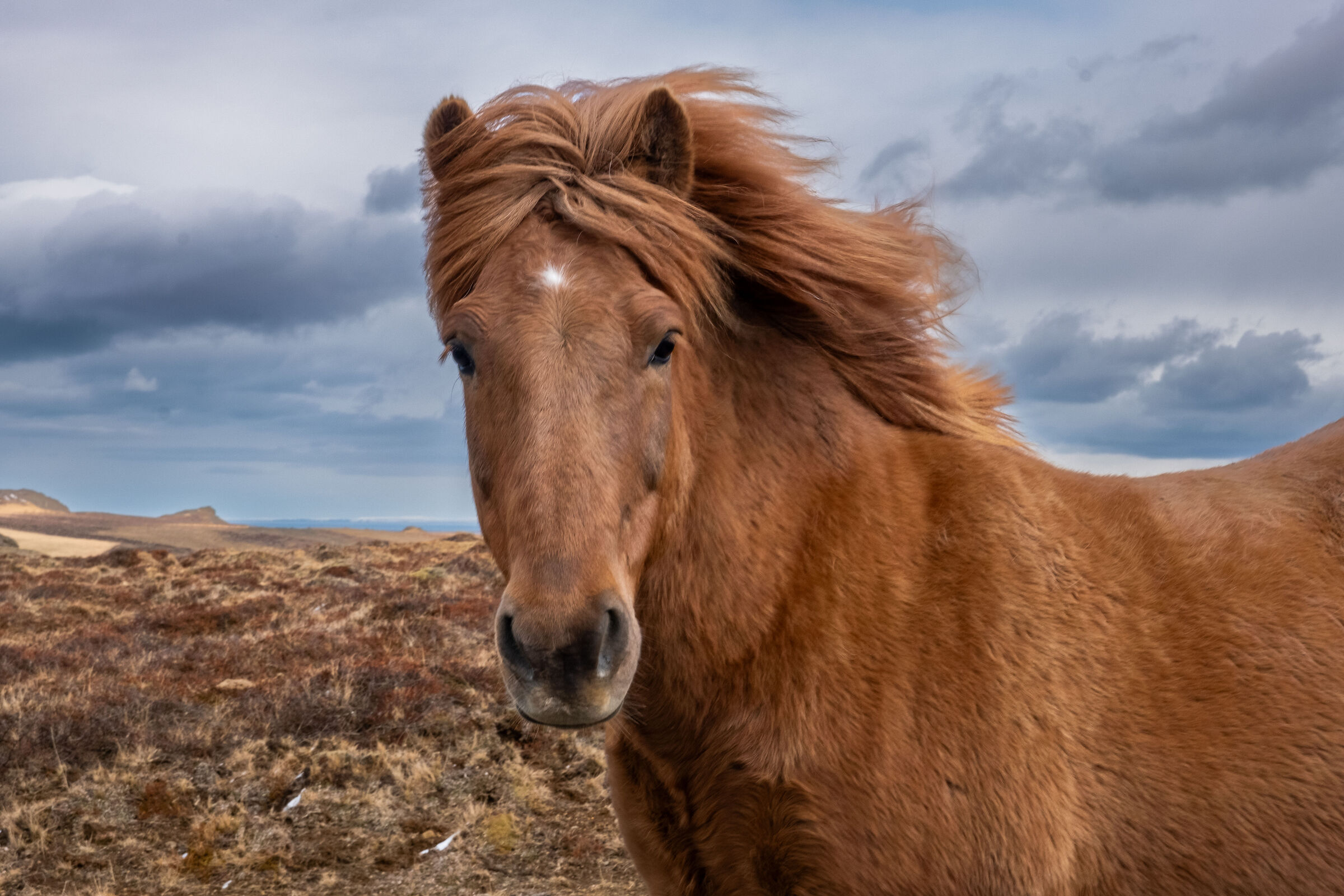 Hair in the wind