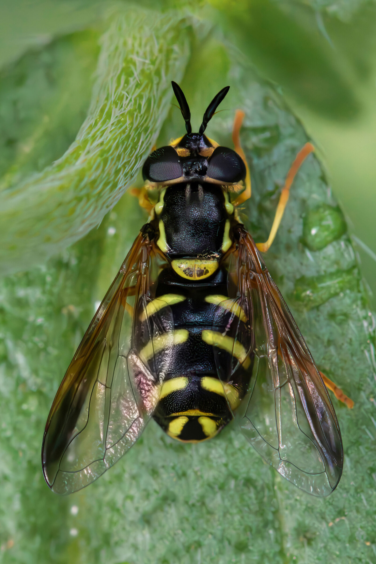 Chrysotoxum intermedium