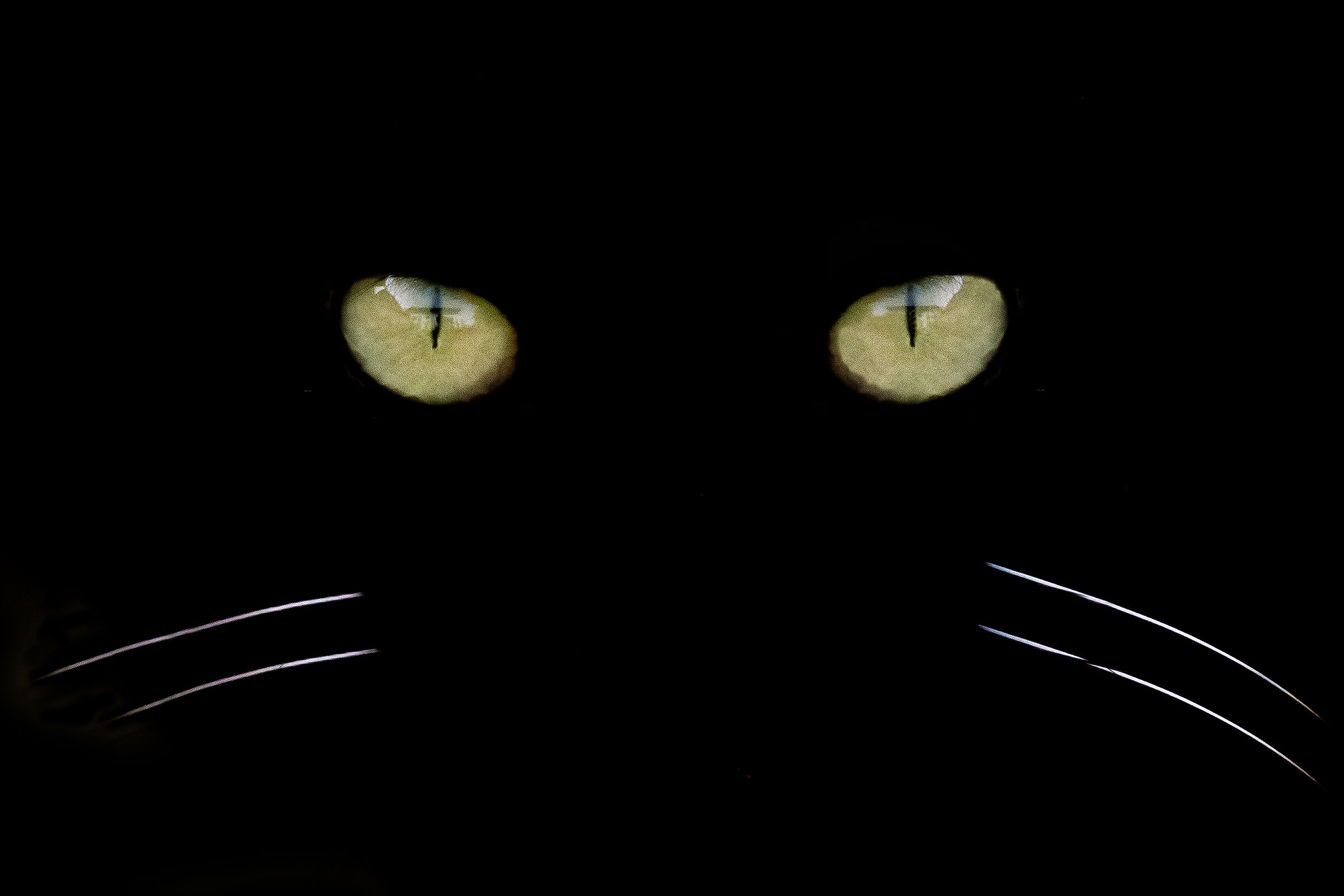 volevo un gatto nero nero nero !!