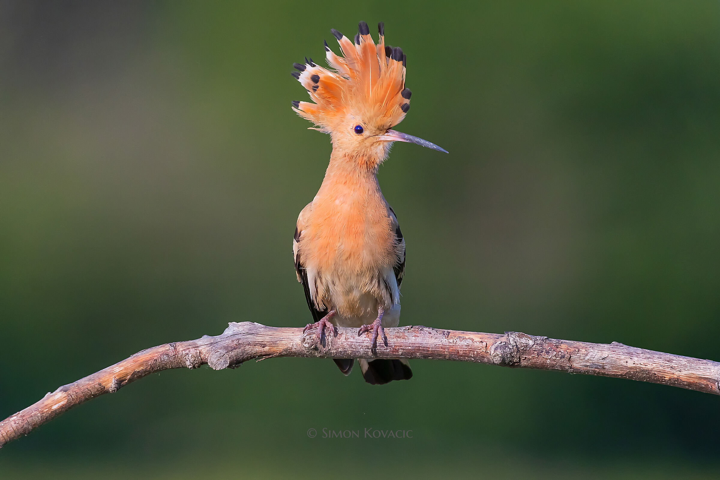 Hoopoe epops