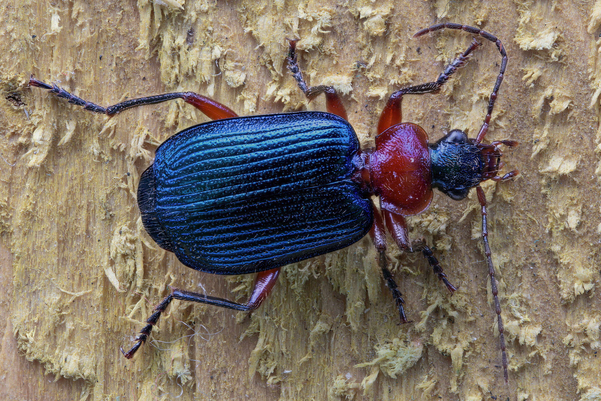 Lamprias fulvicollis