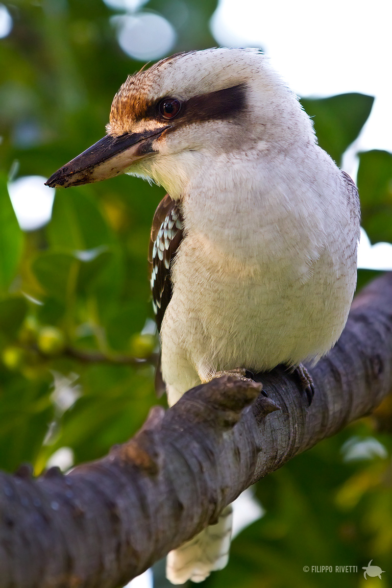 Kookaburra ::