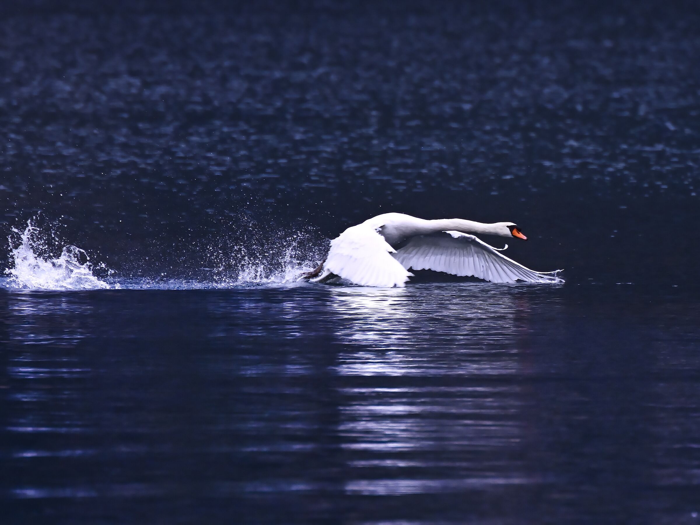 Untitled Photo