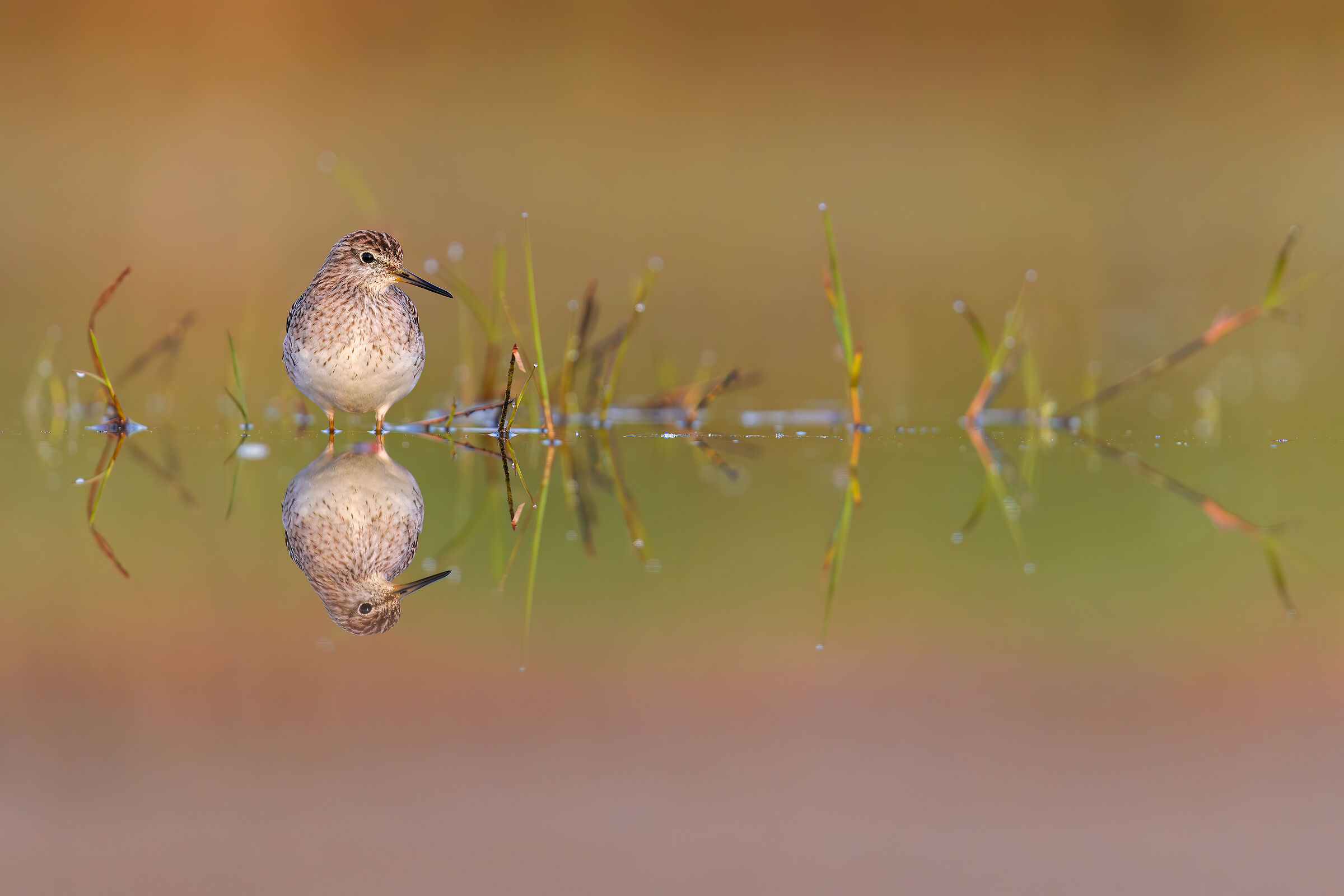 Sandpiper Wood Sandpiper