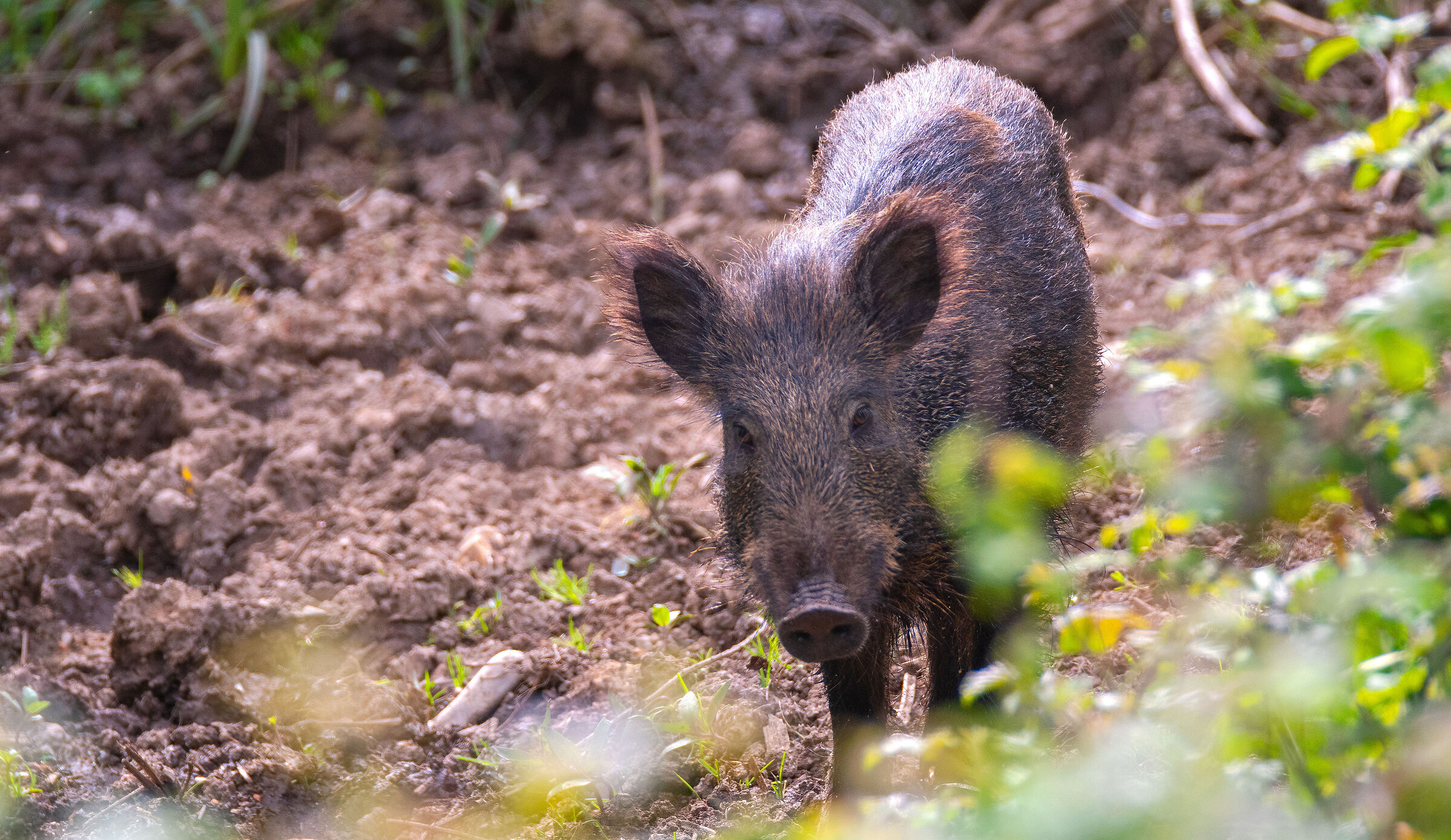 Wild boar