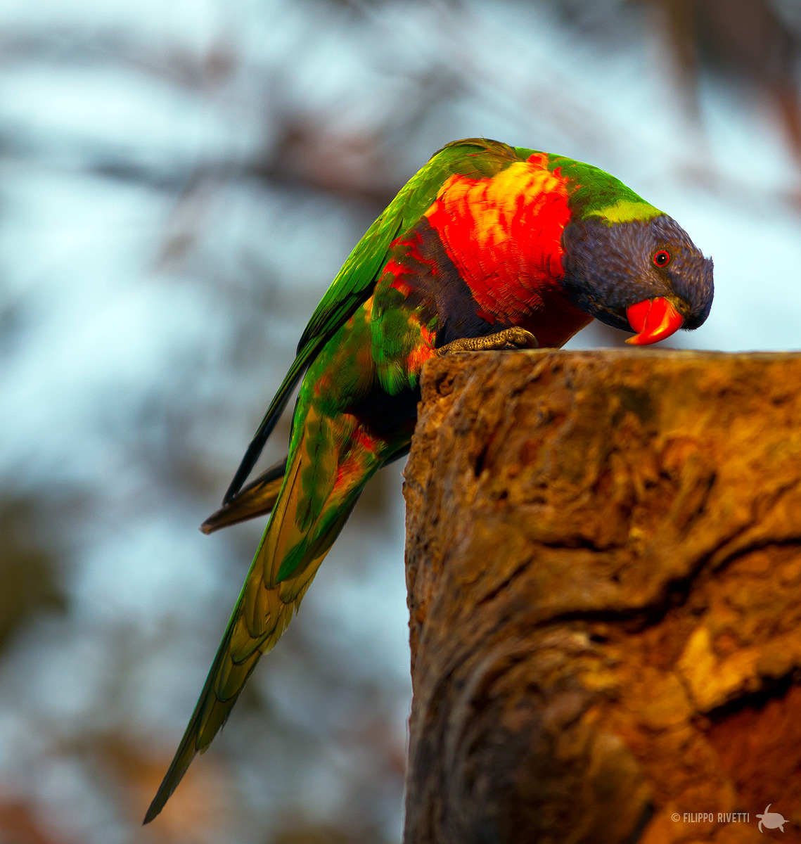 ::Rainbow Lorikeet