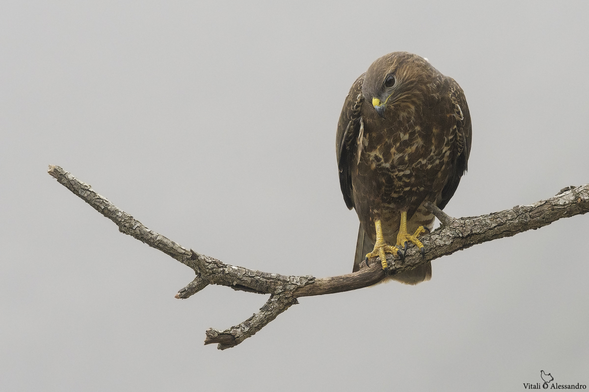 Buzzard