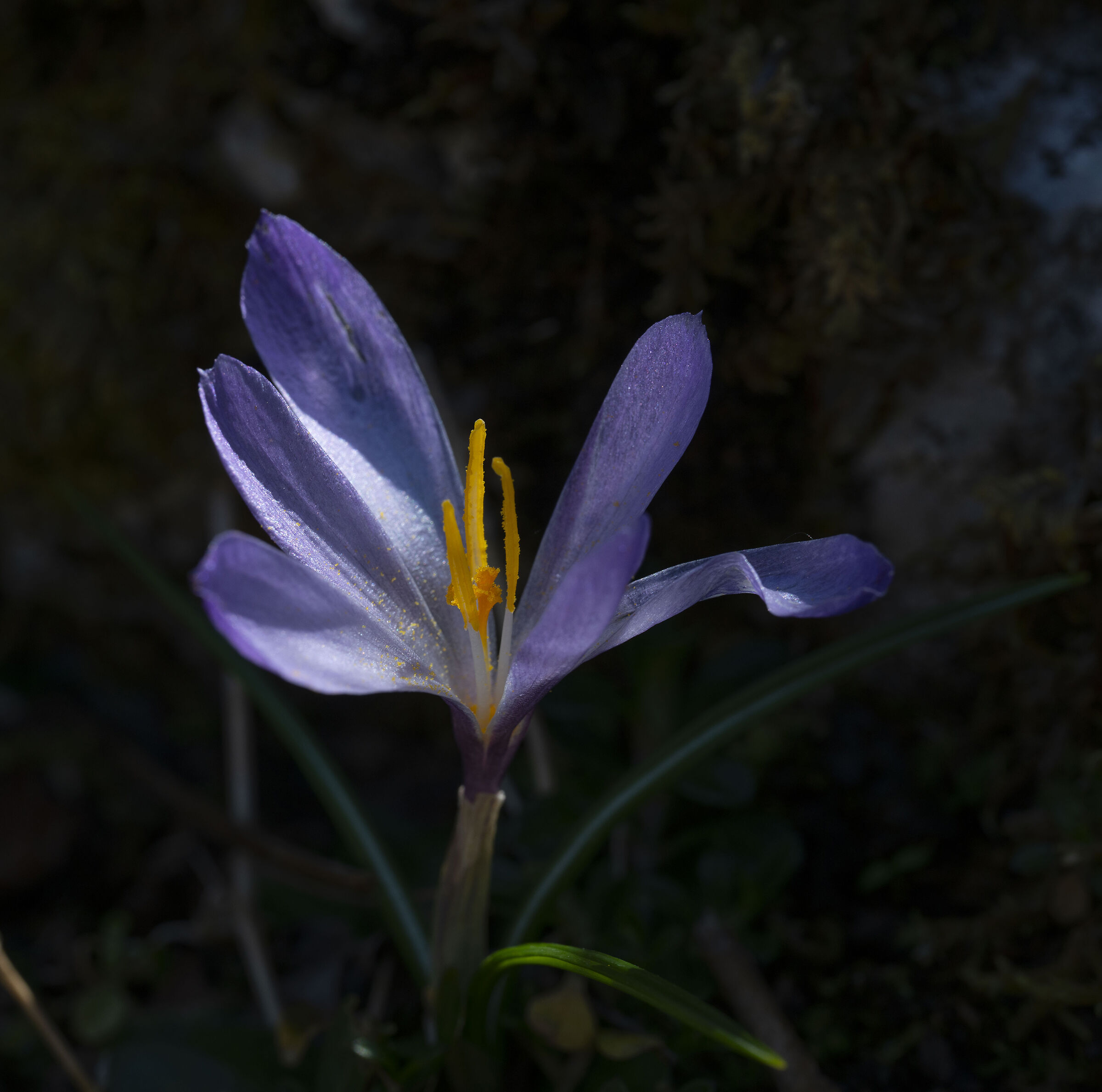 Crocus in semi-darkness