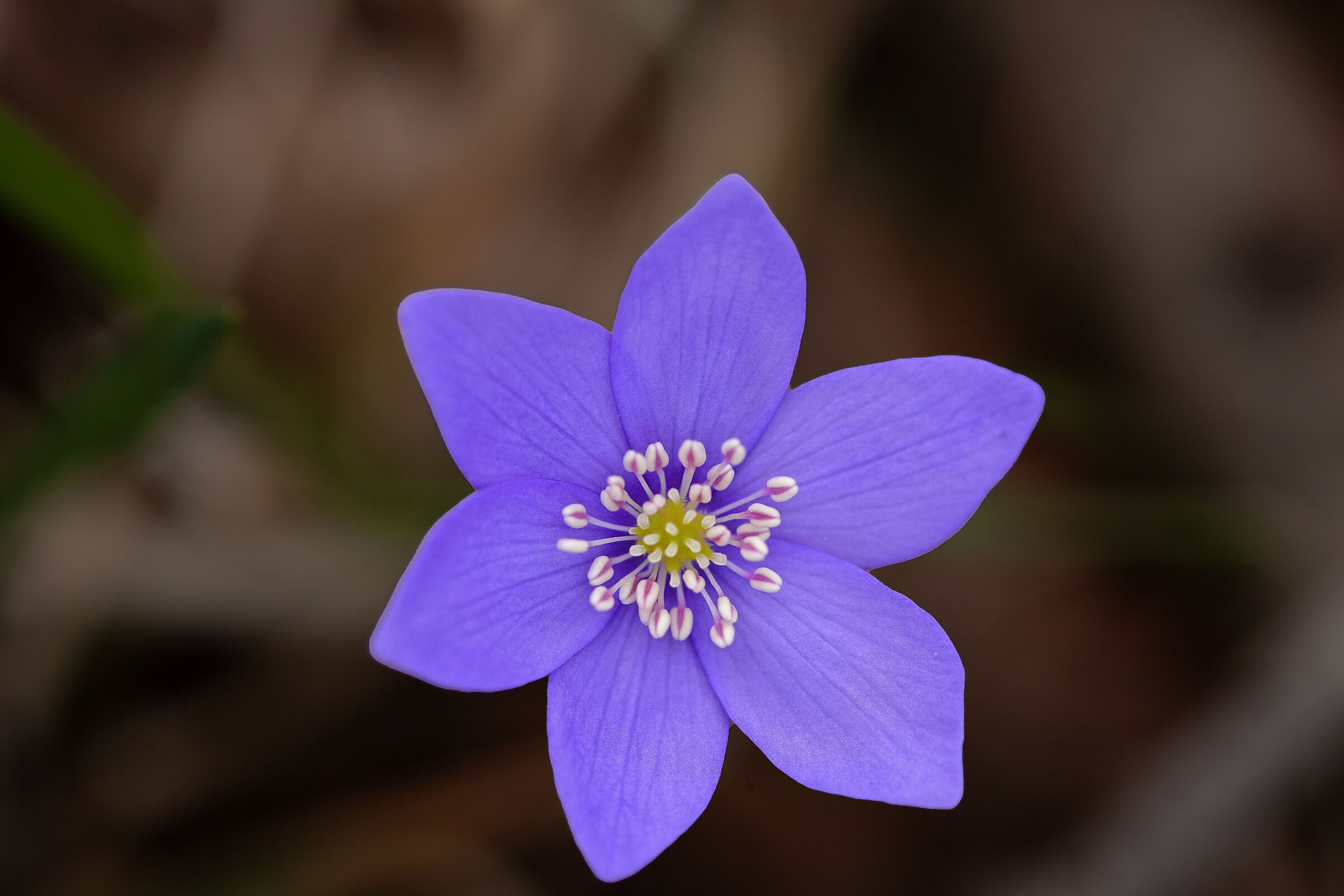 Hepatica Nobilis
