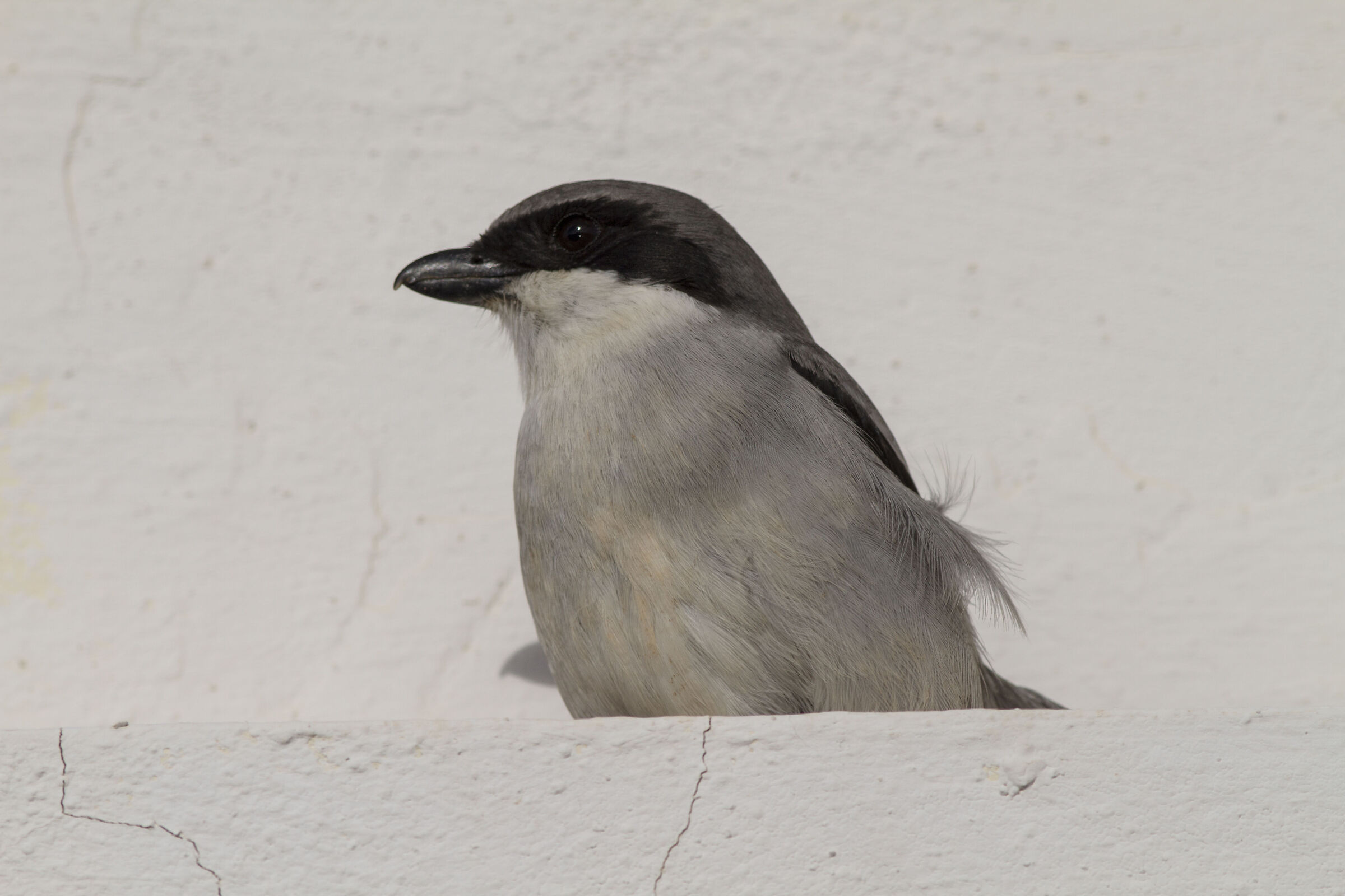 Great grey shrike