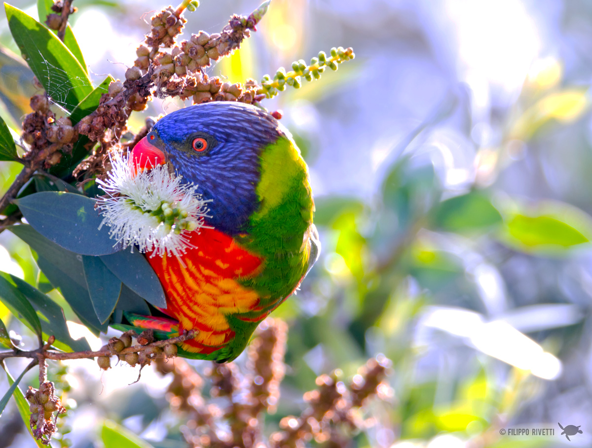 ::Rainbow Lorikeet