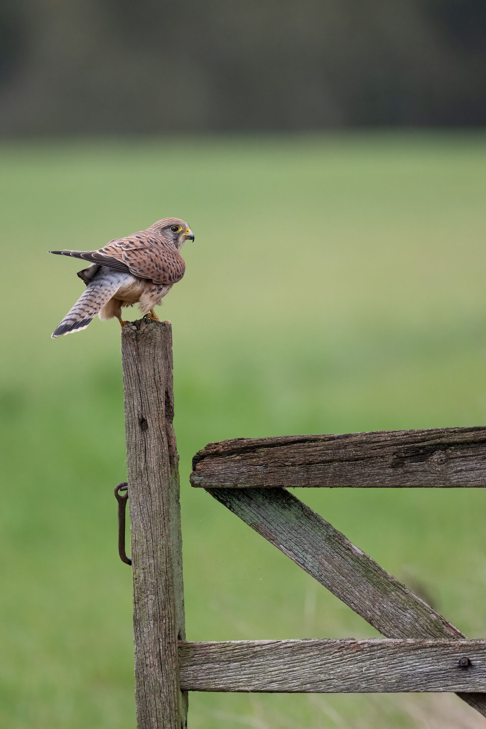 Female kestrel (Falco tinnunculus)