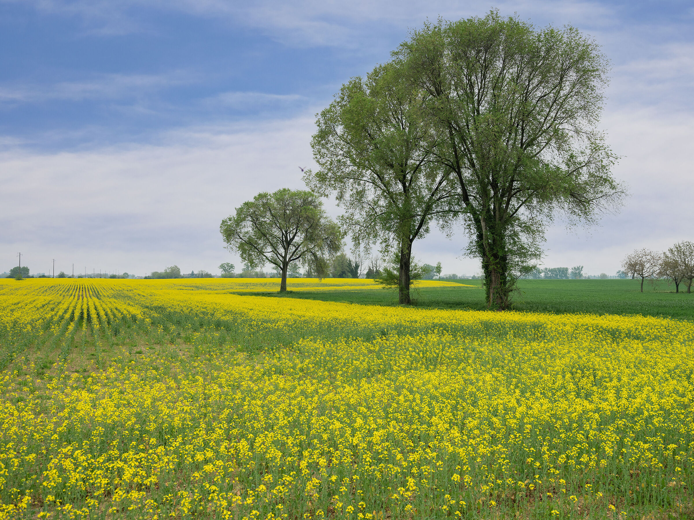 Spring in the Mantuan countryside.