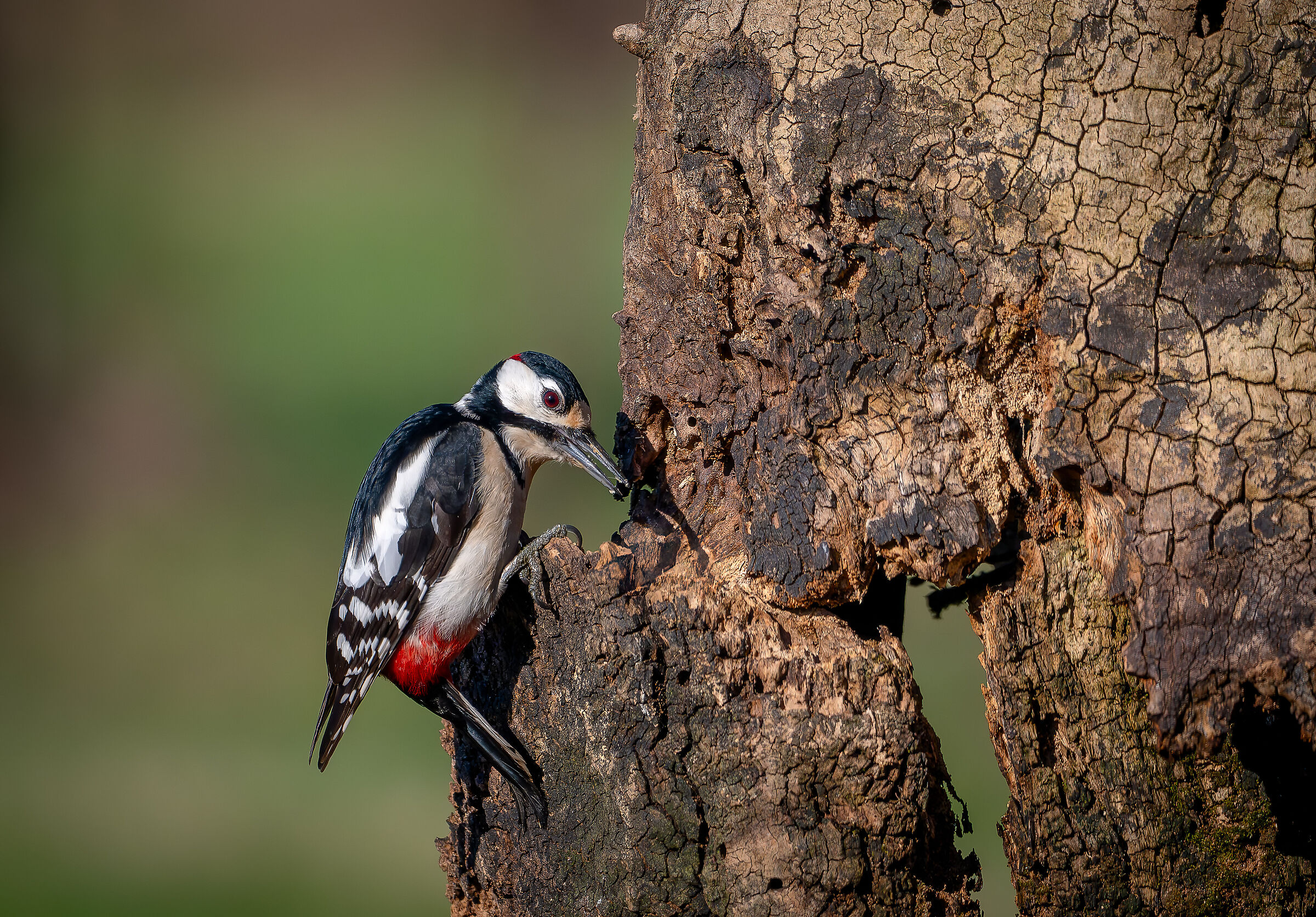 Red Woodpecker Lombardy February 2024