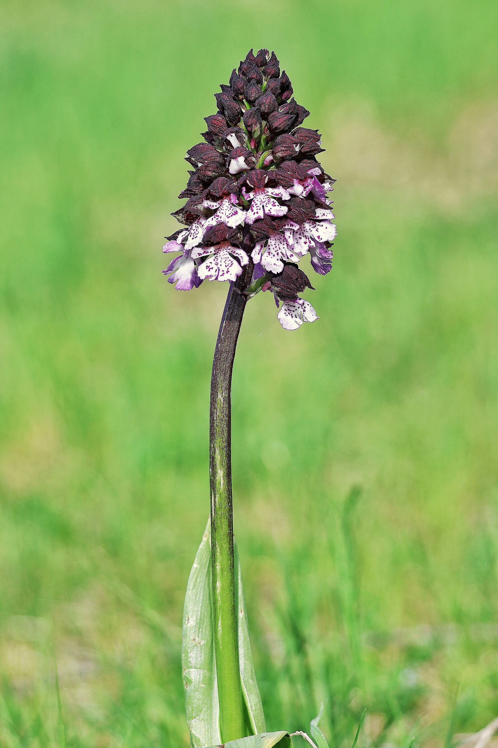Orchis purpurea