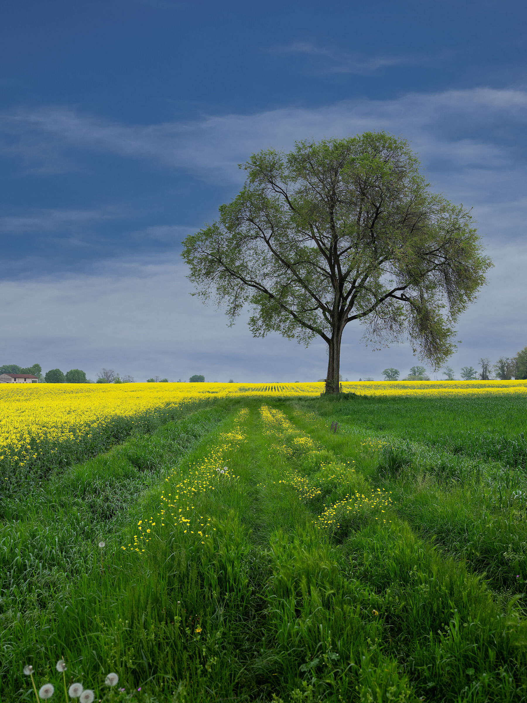 Rapeseed in the Mantua area