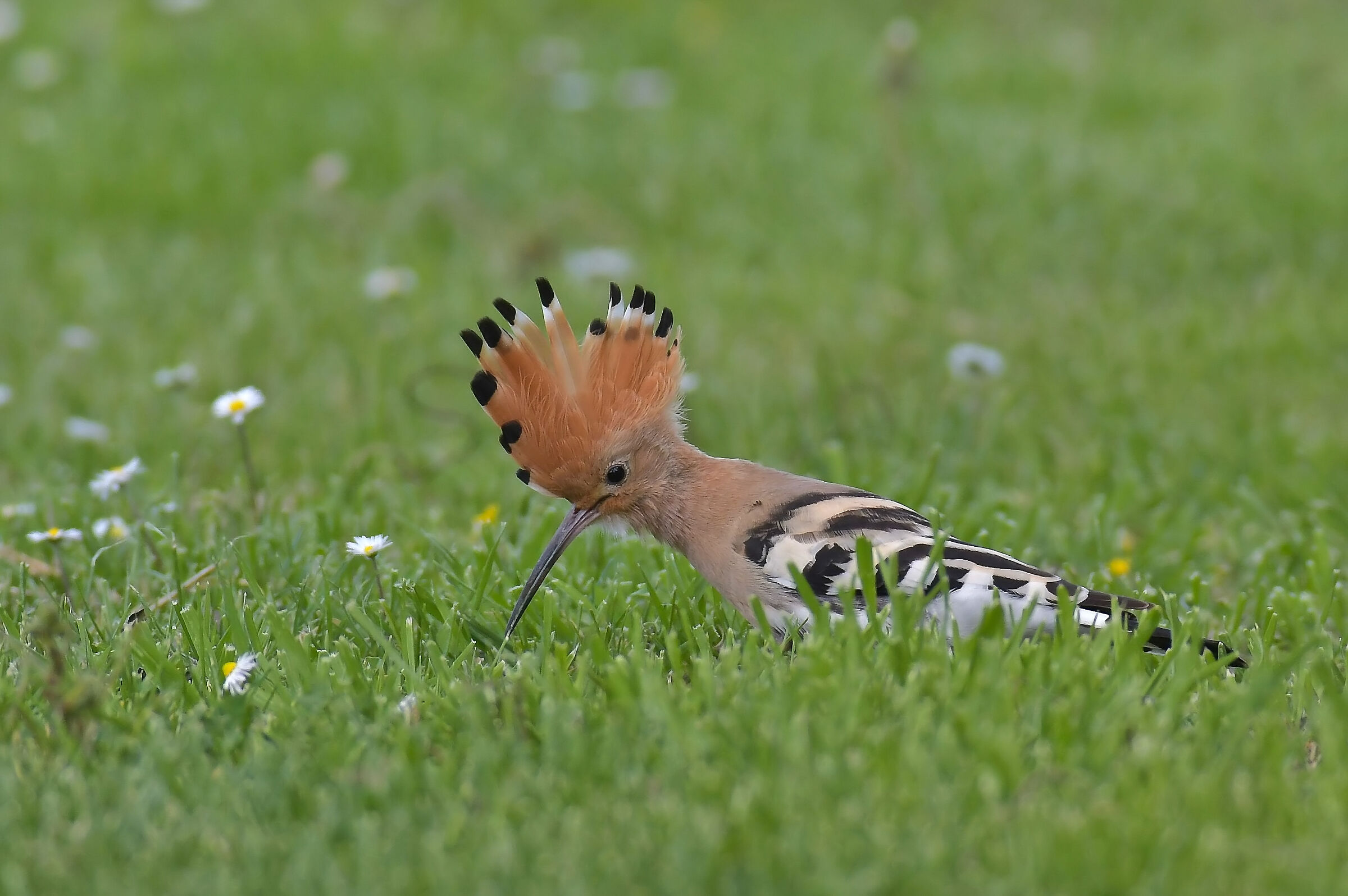 Hoopoe in feeding