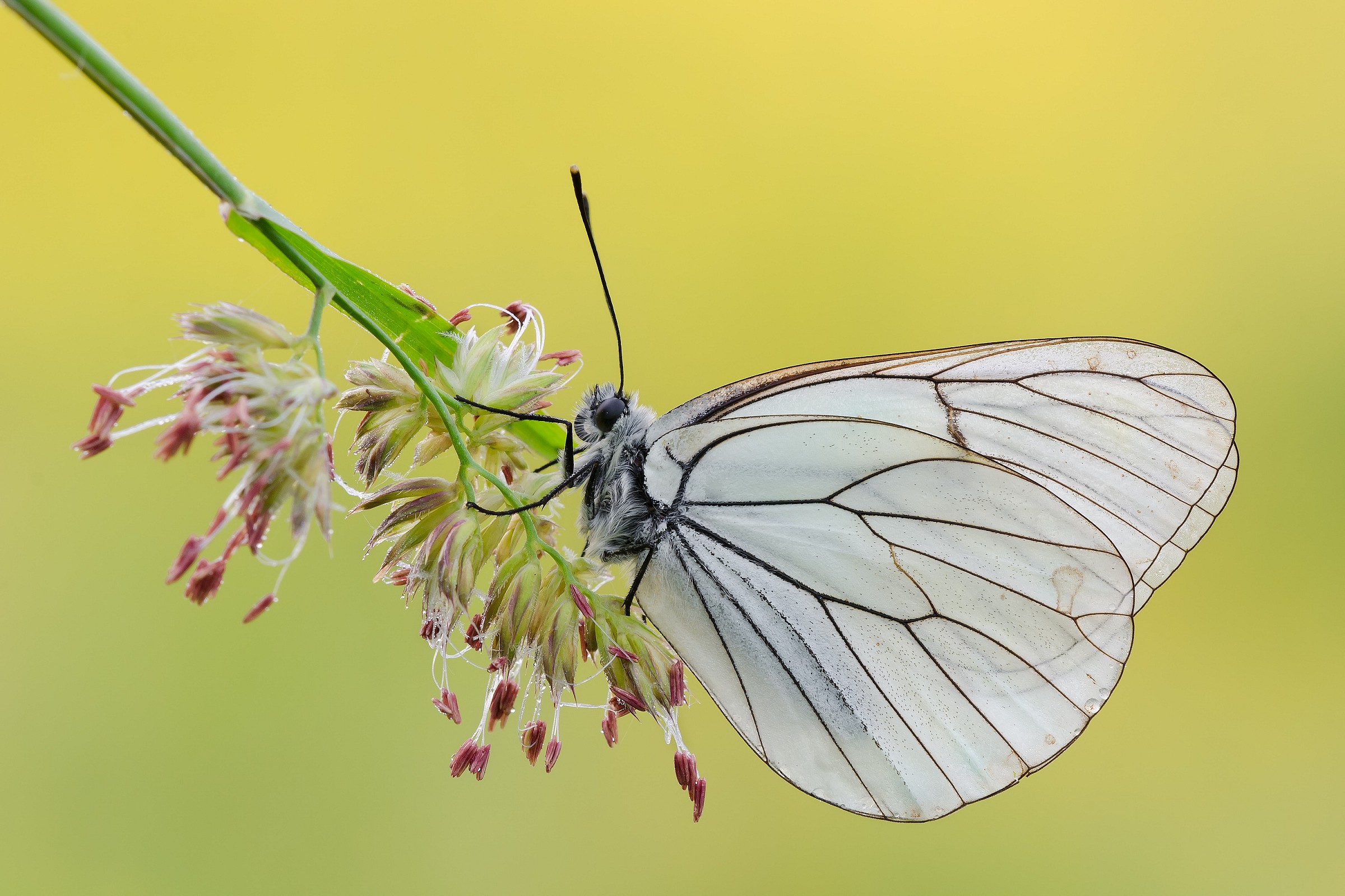 la mia prima Aporia crataegi