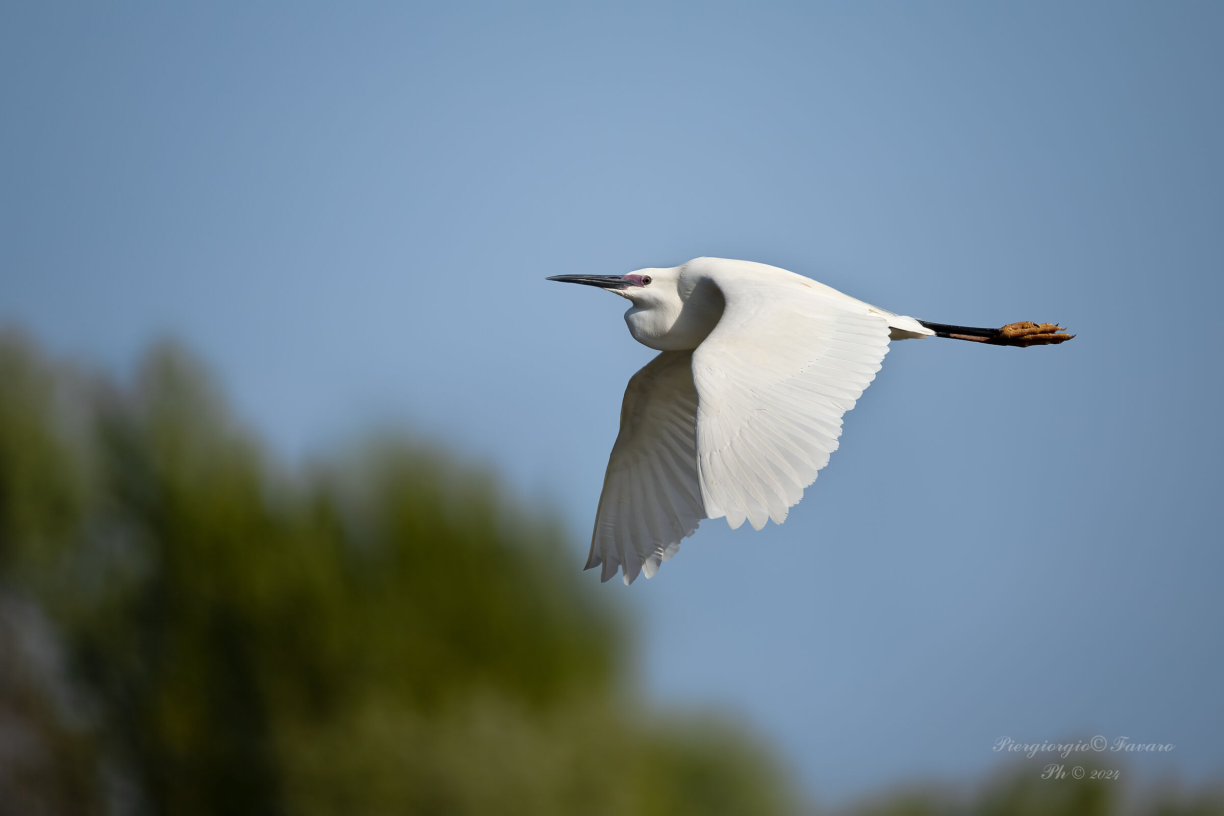 Egret