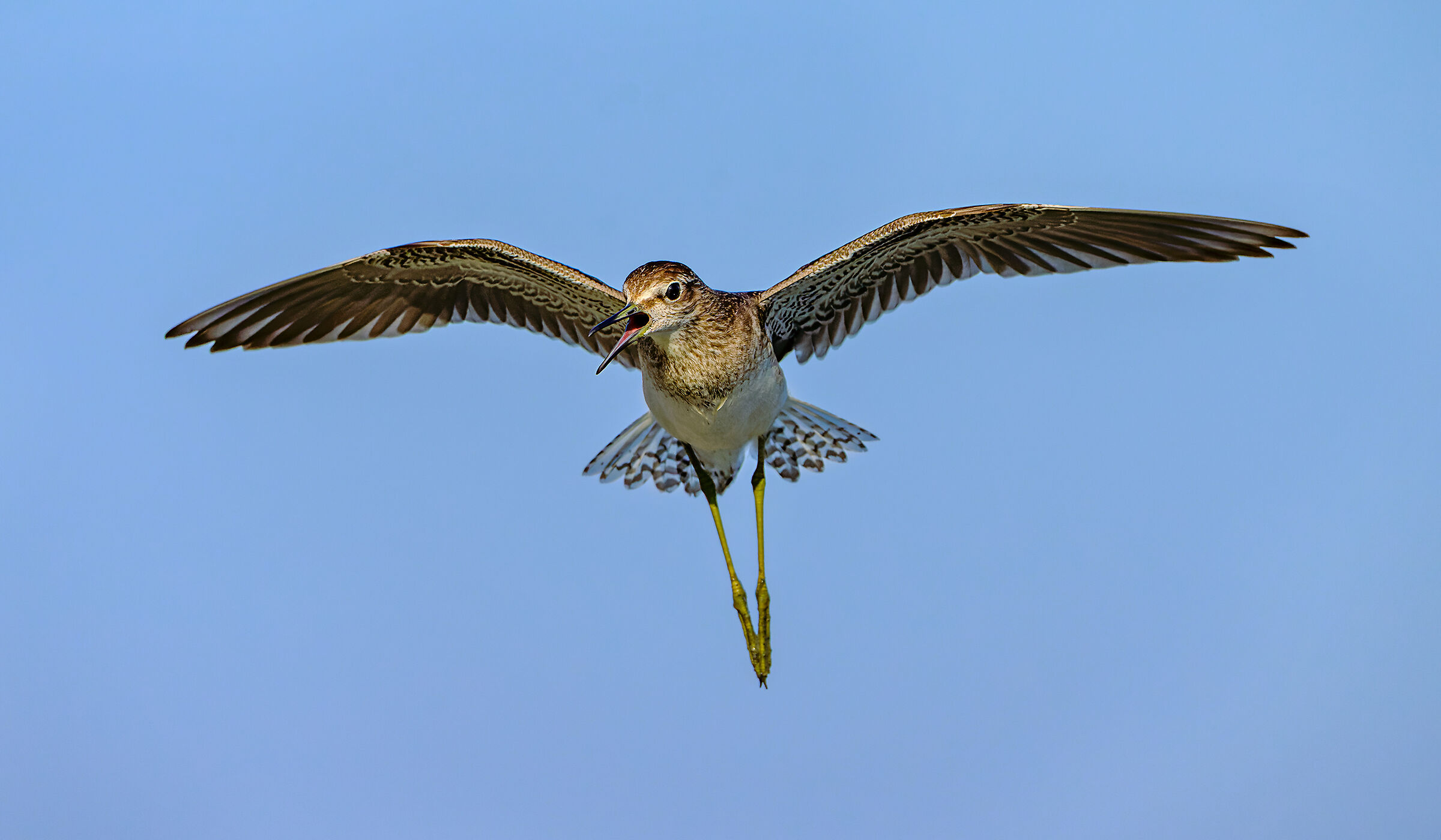 Anche le formiche nel loro piccolo si incazzano....