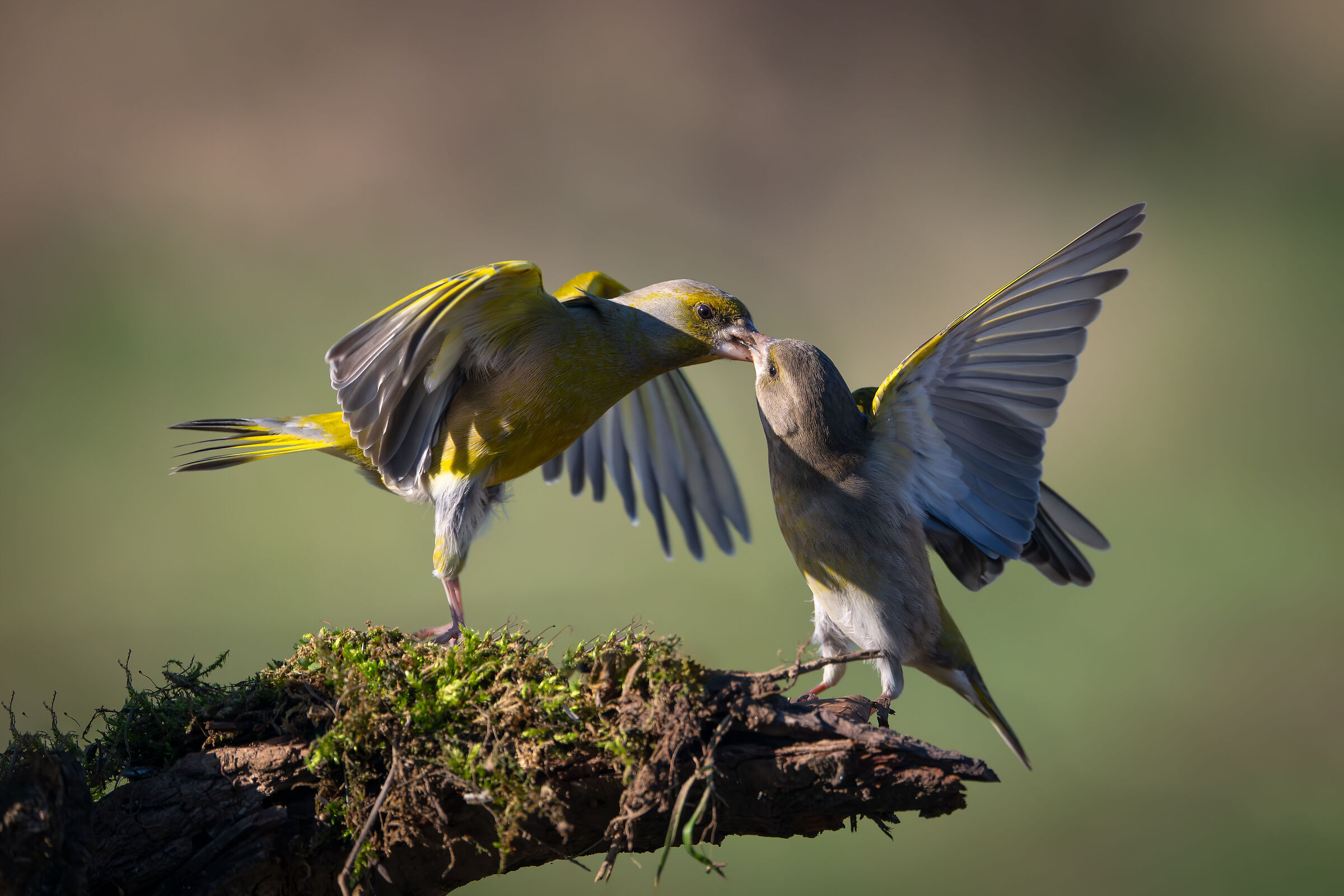 Greenfinch #capannocora
