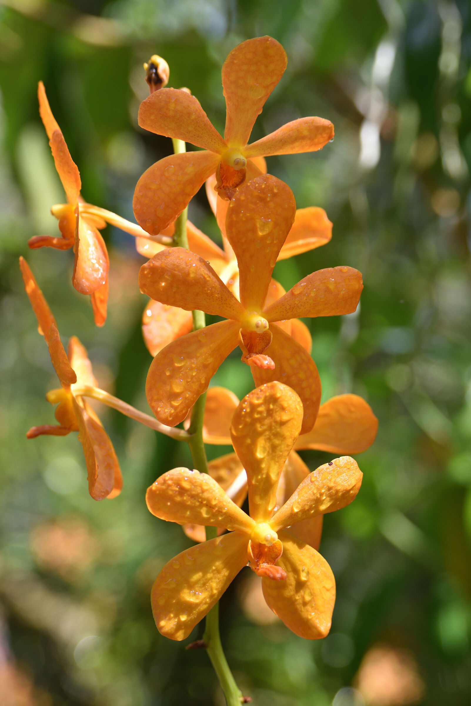 Orchidea arancione
