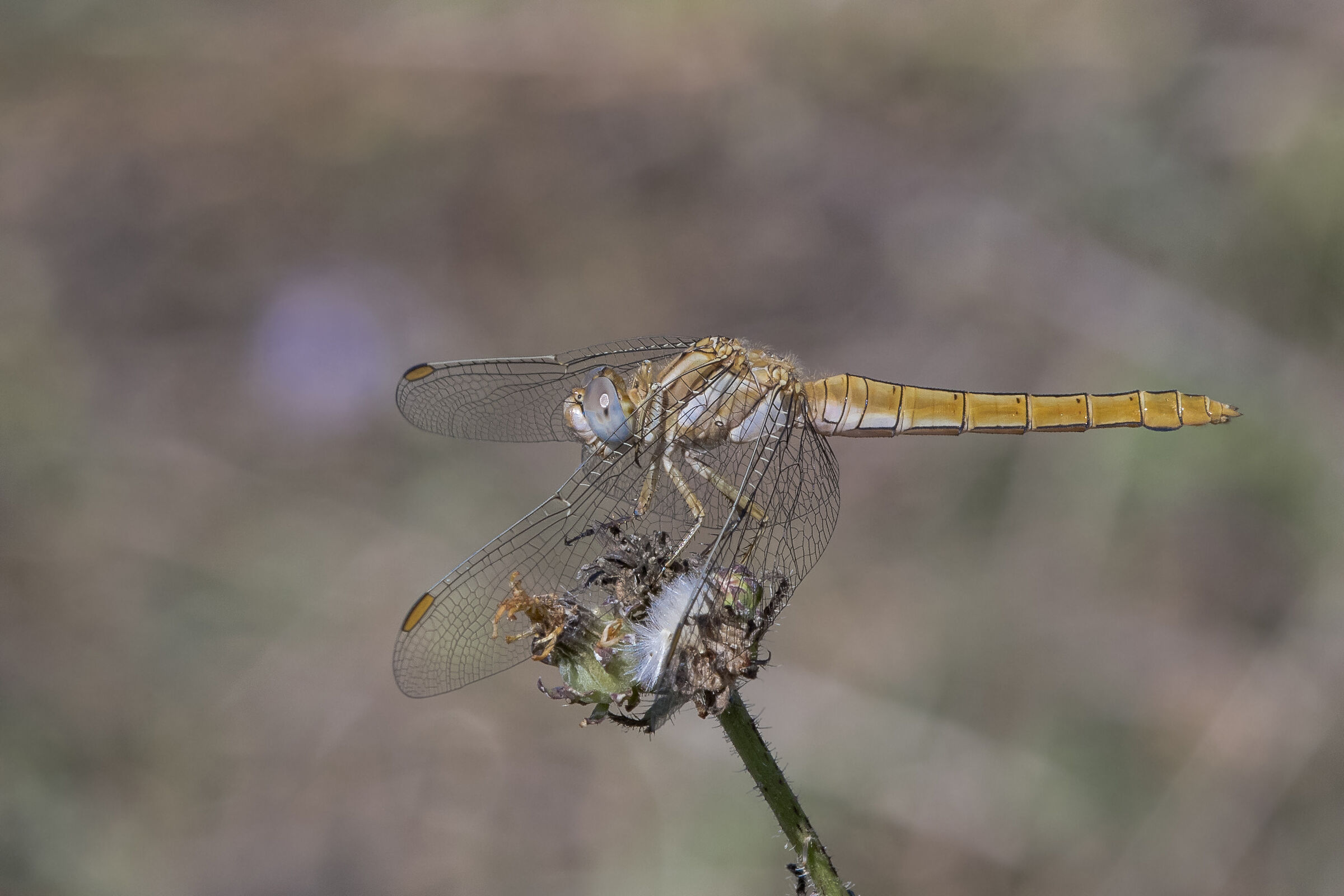 Celestial Bluefly - Orthetrum brunneum (Fonscolombe