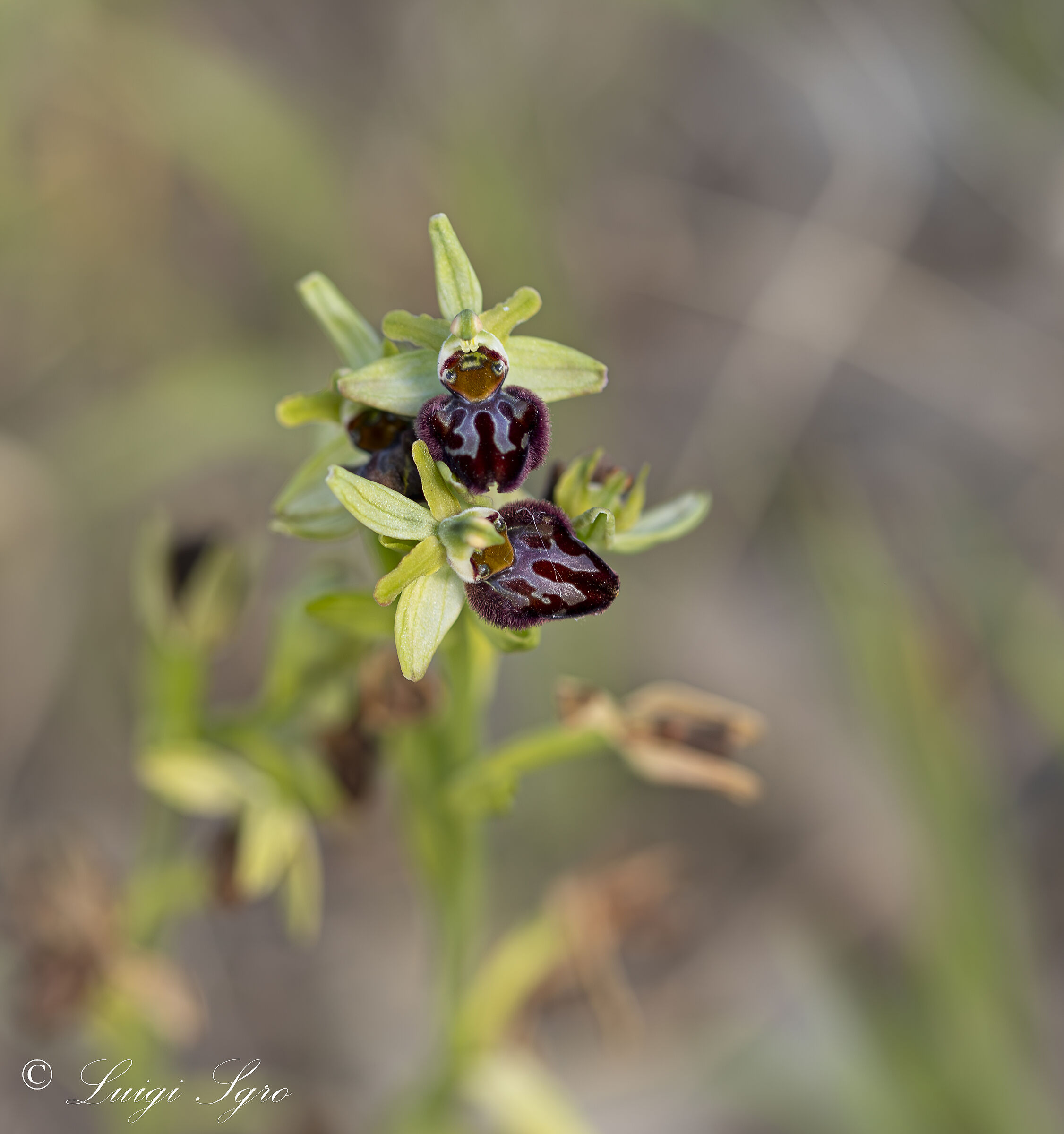 Ophrys Incubacea sp Brutia