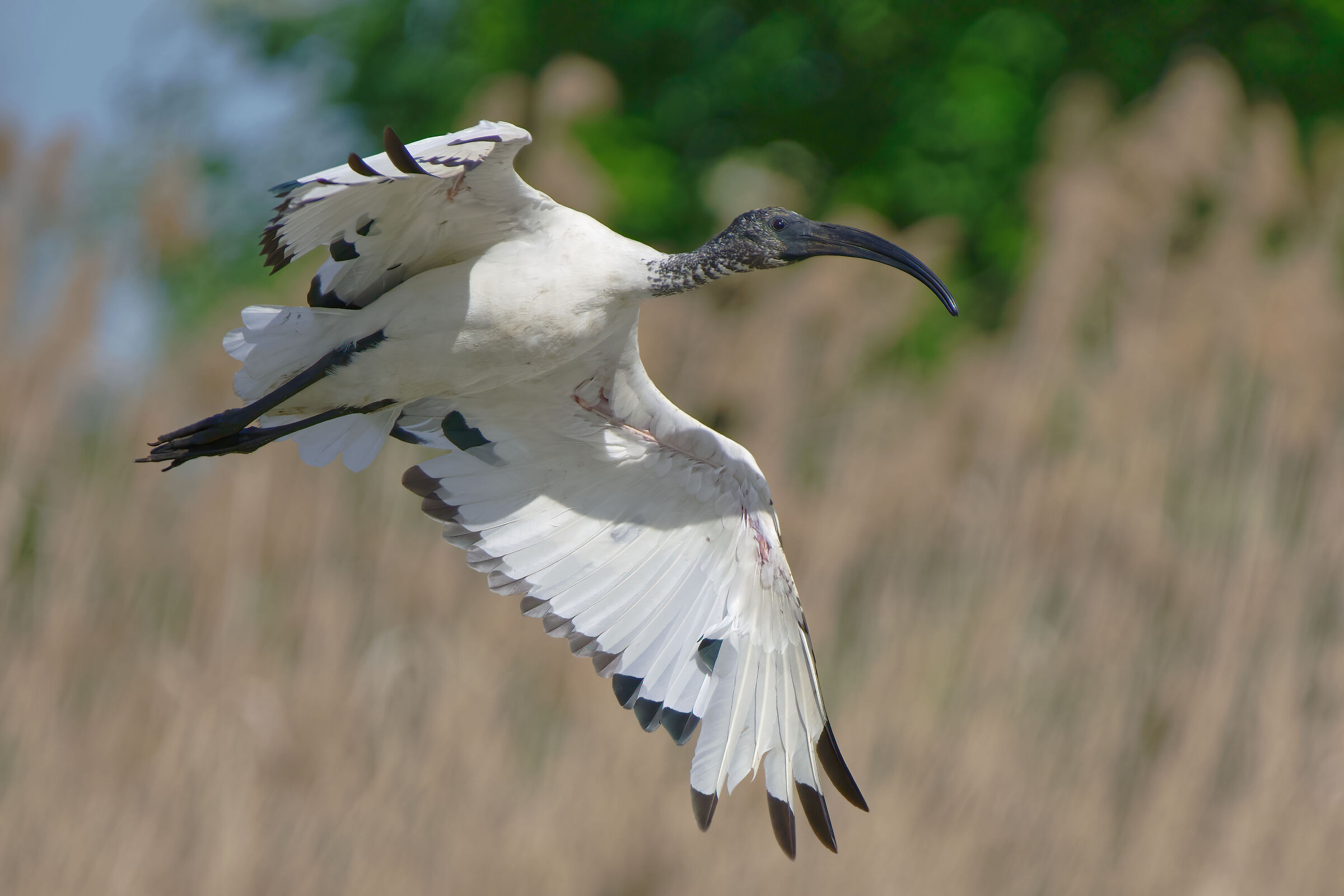 Ibis sacro (Threskiornis aethiopicus)