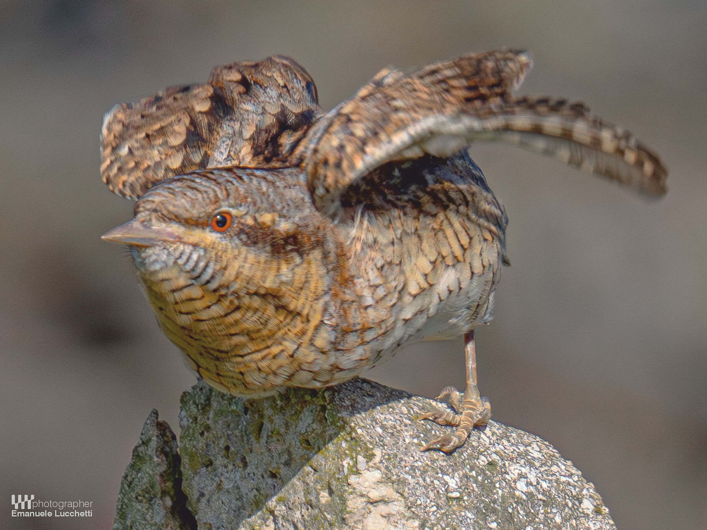 Wryneck