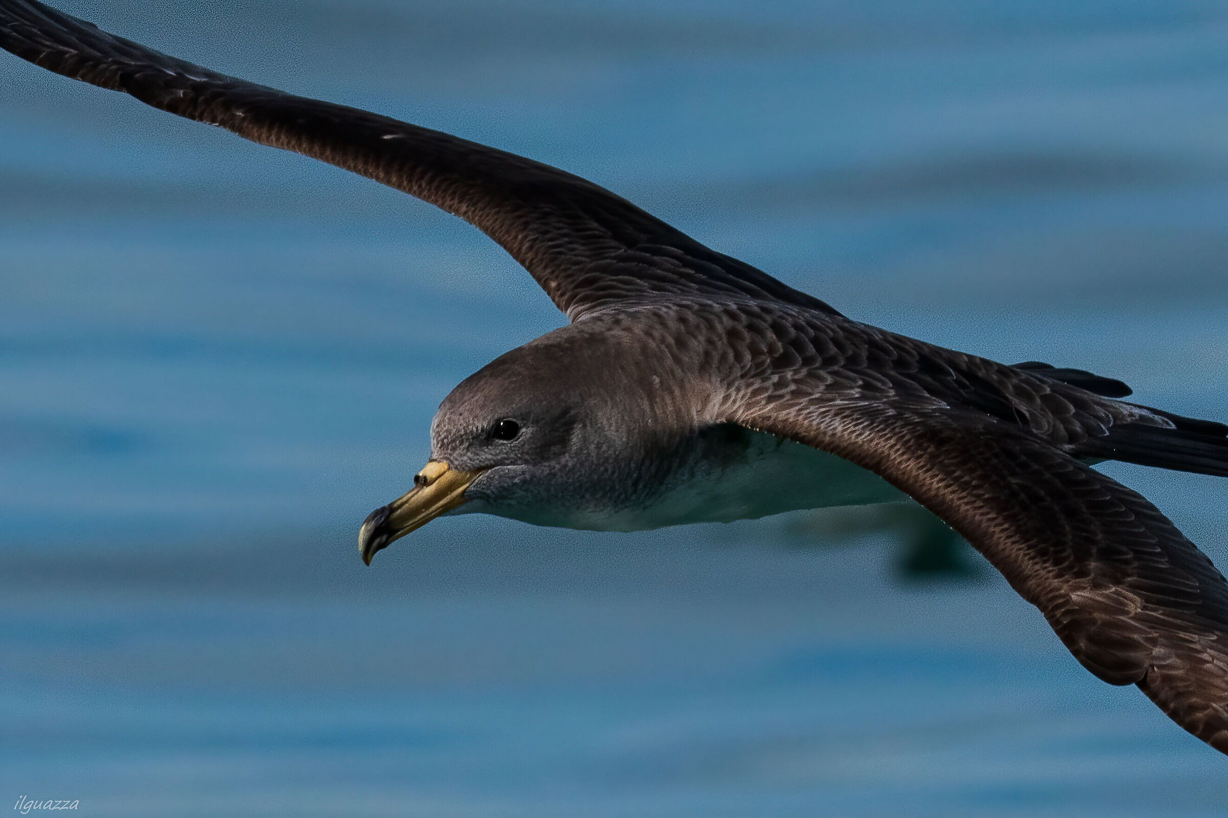 Cory's Shearwater