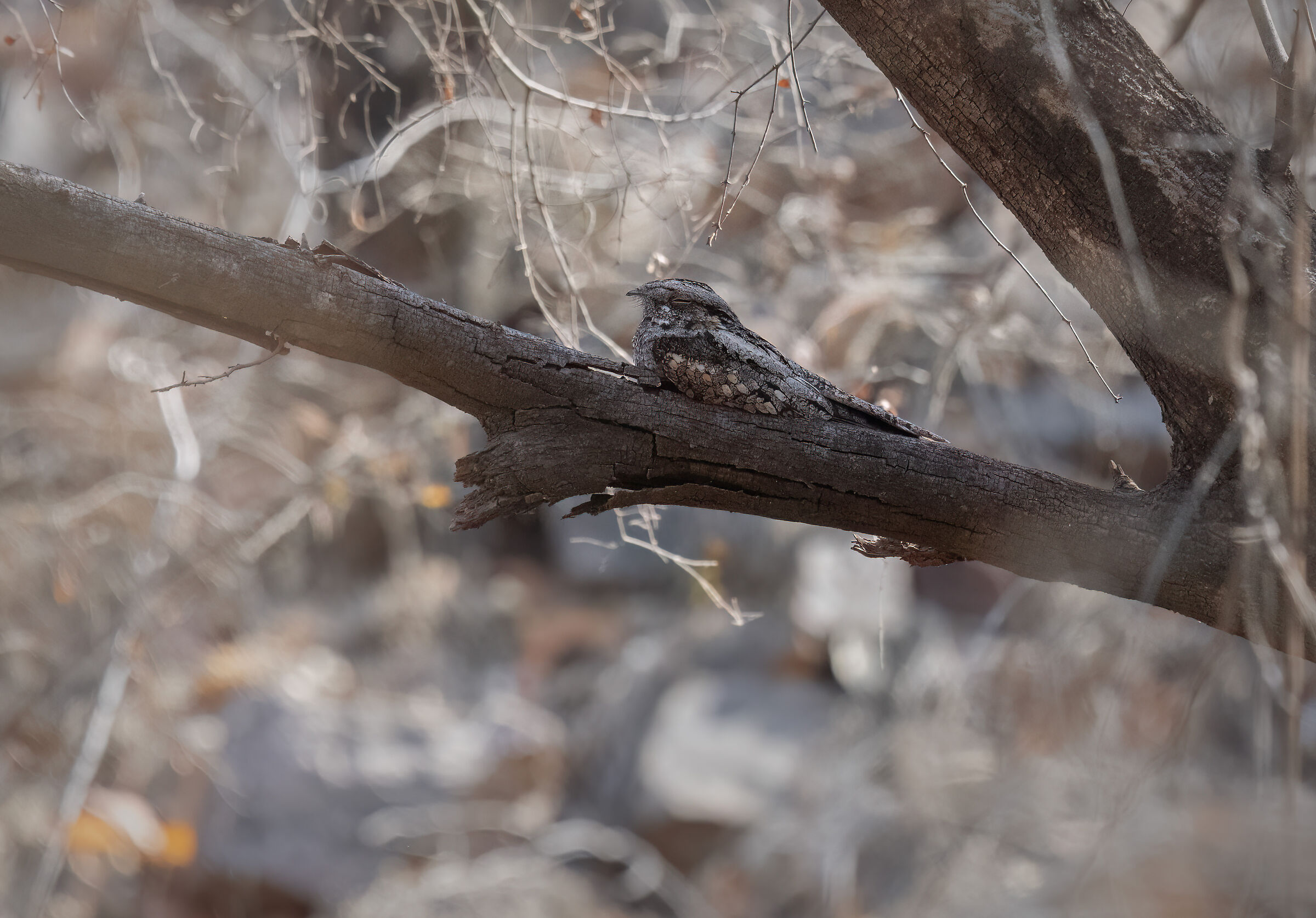 Nightjar