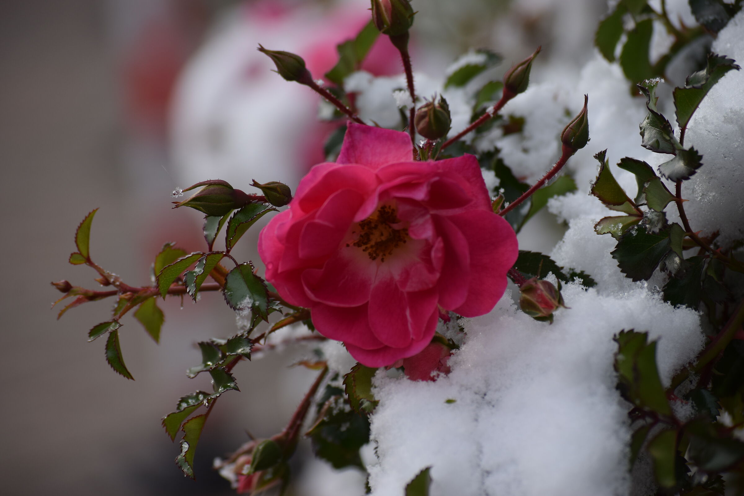 Crazy May, the rose and the snow - Bormio
