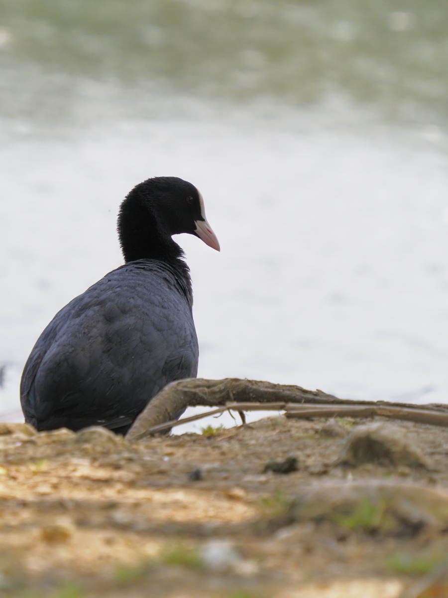 Common Coot