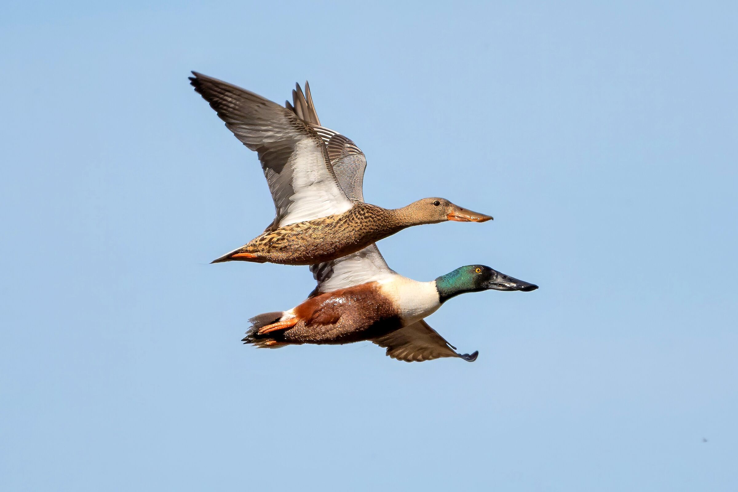 Mestoloni (Spatula clypeata)
