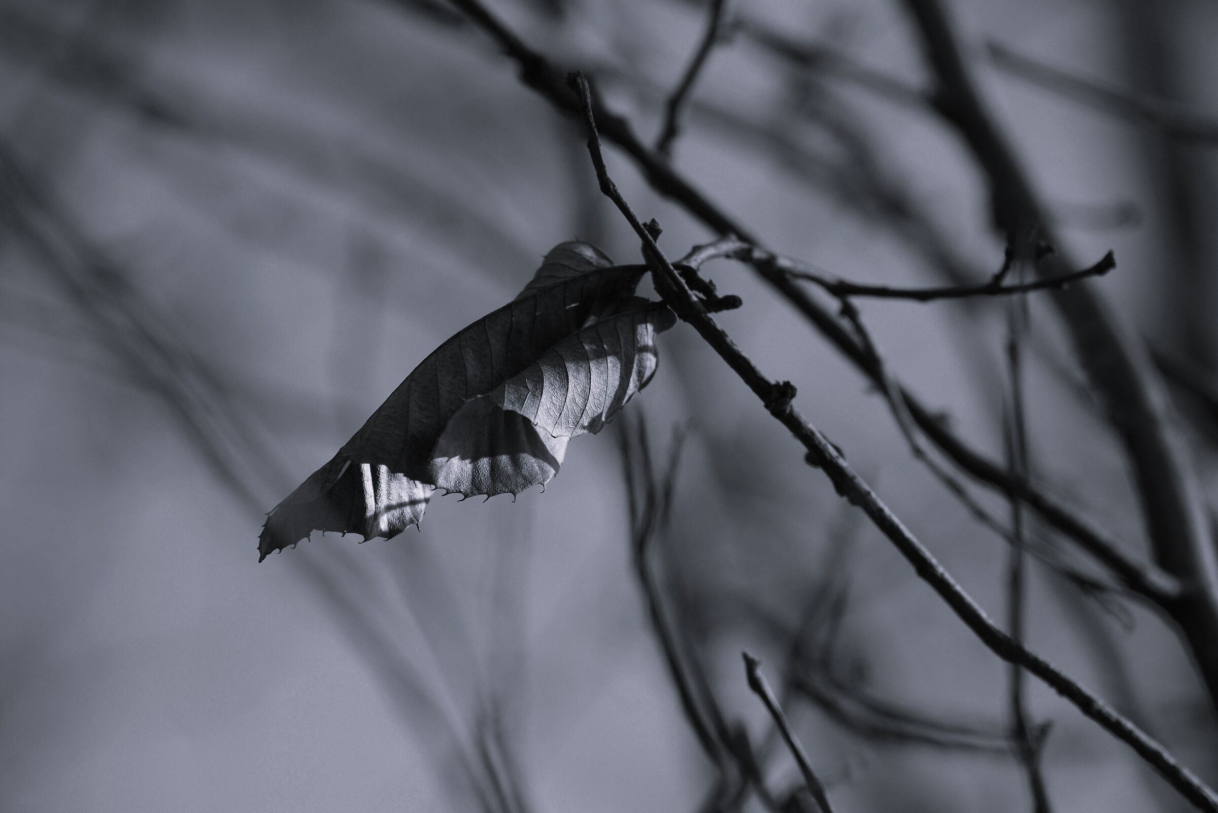 Solitude in the Tree
