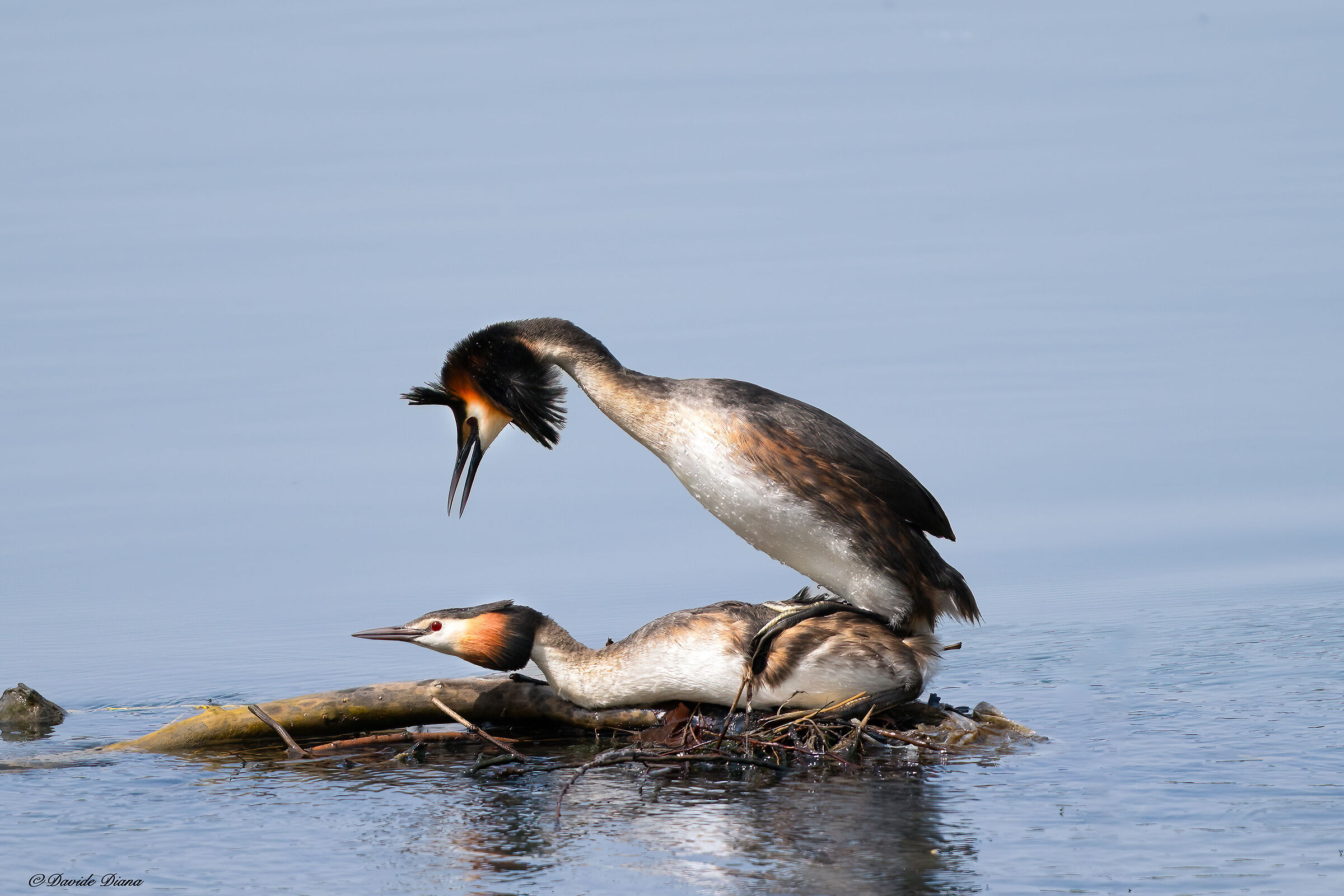 Grebes