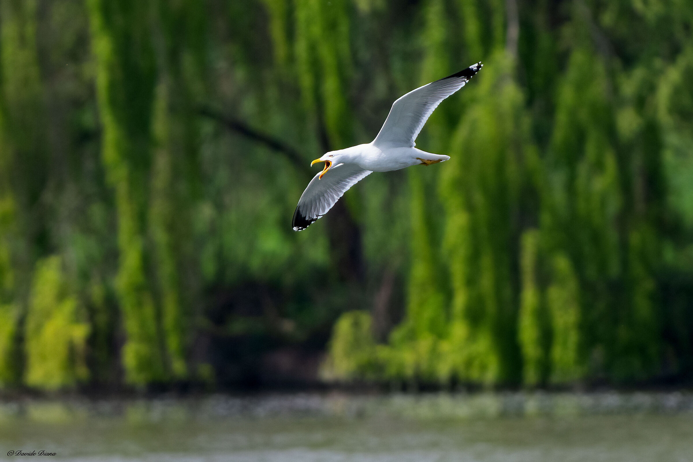 Herring gull