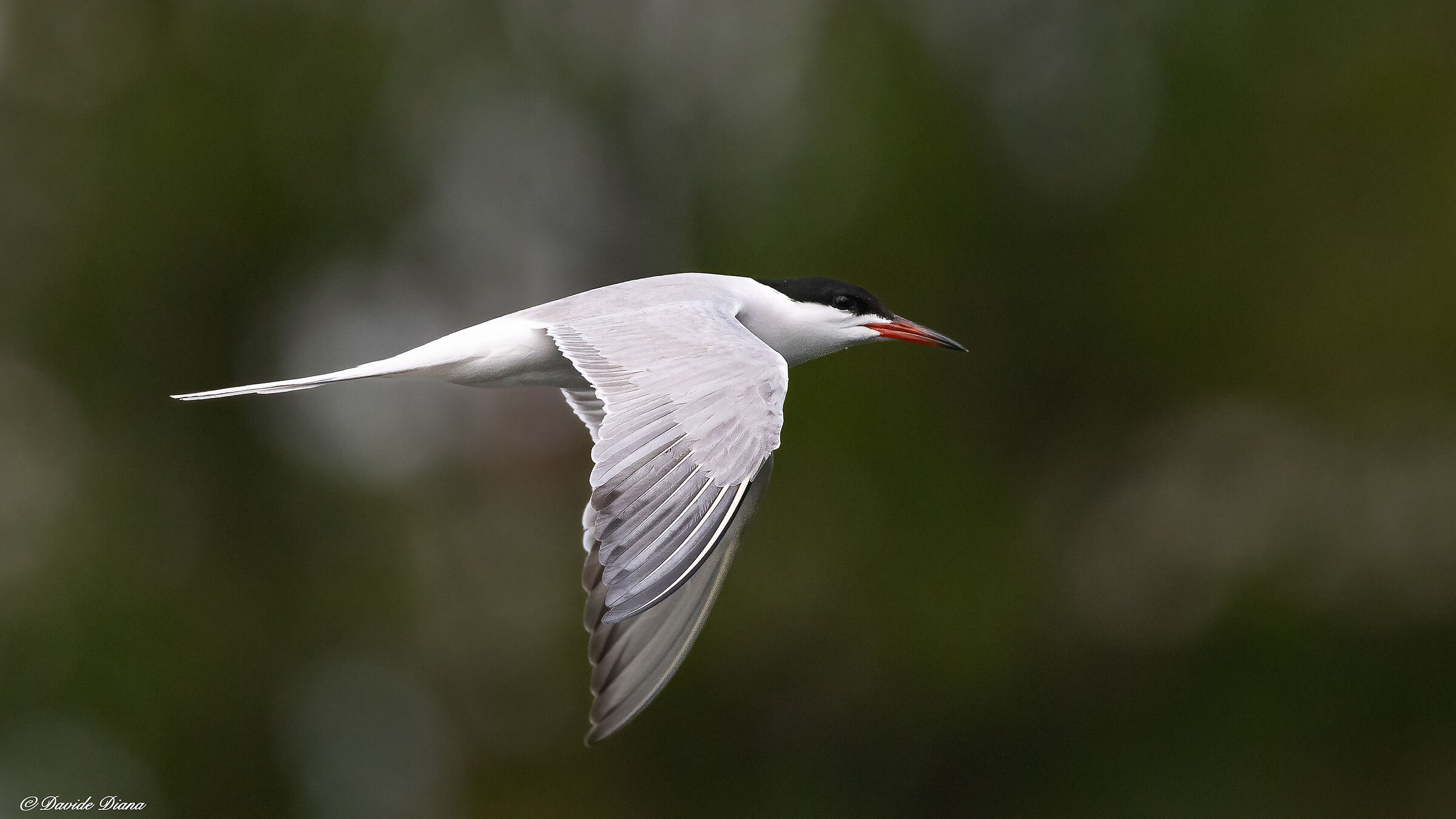 Tern