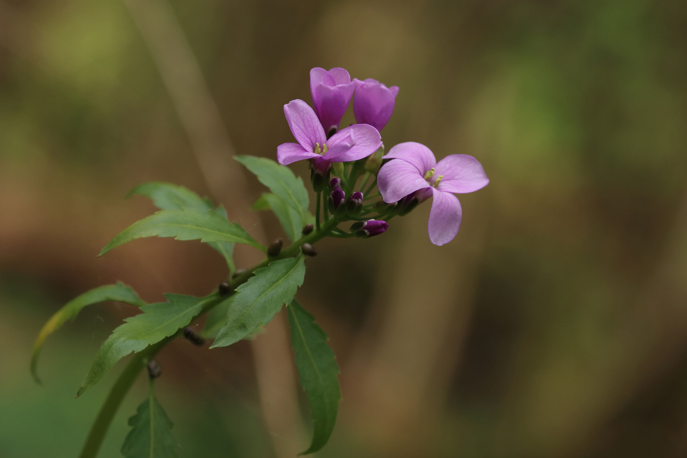 Blooms in the woods