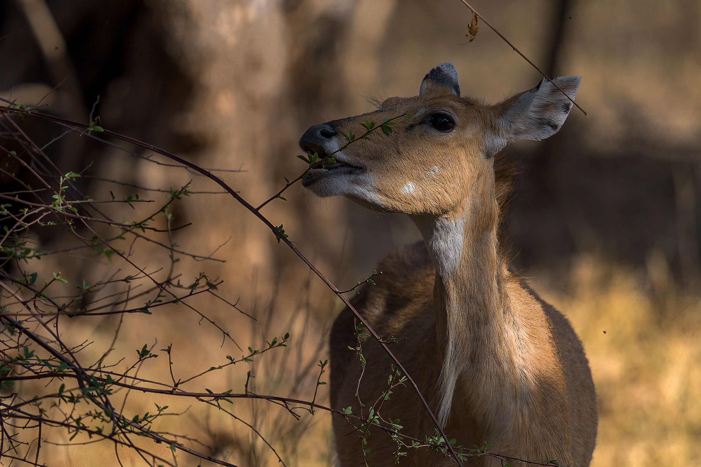 nilgai (F)