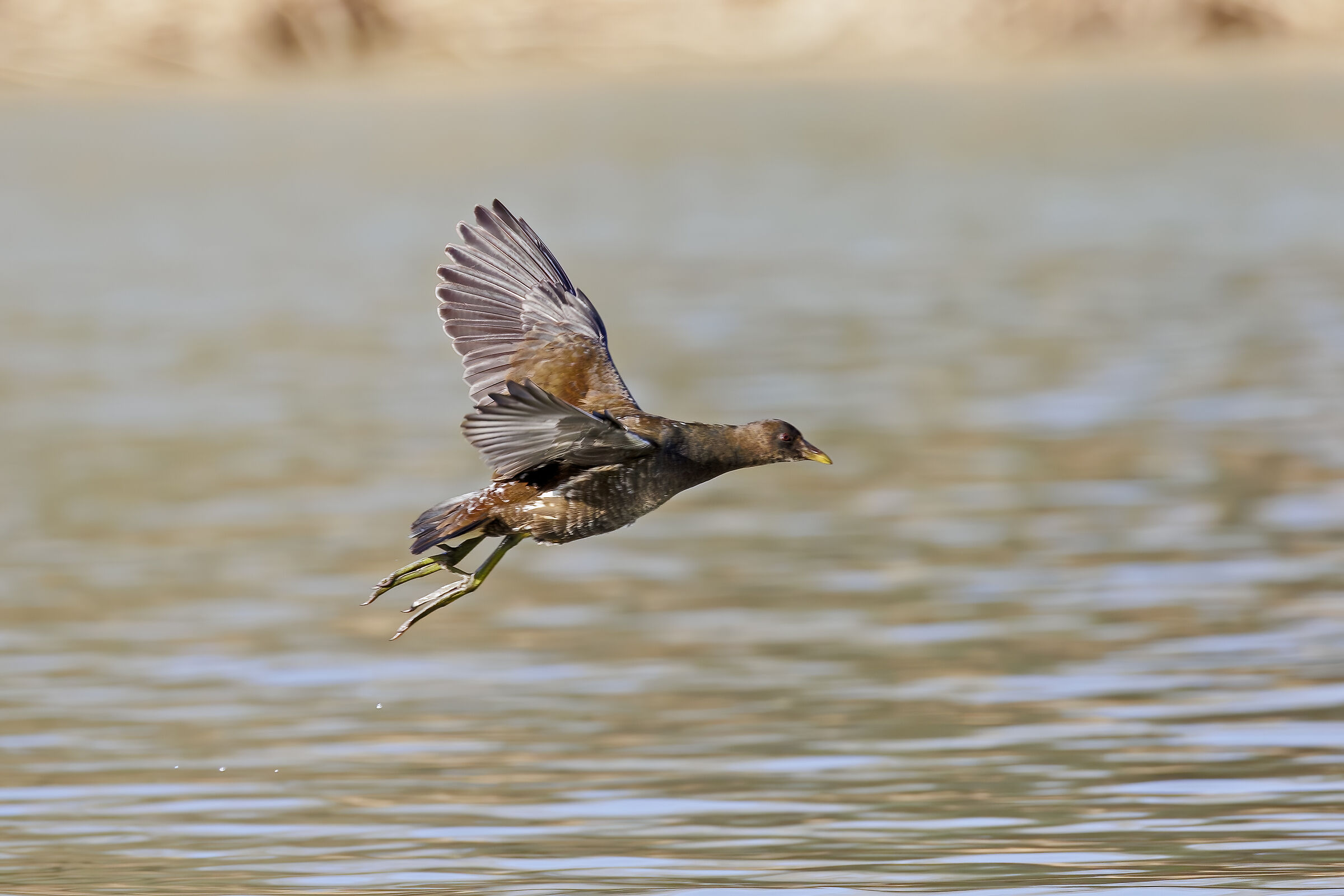 Little Grebe in Flight