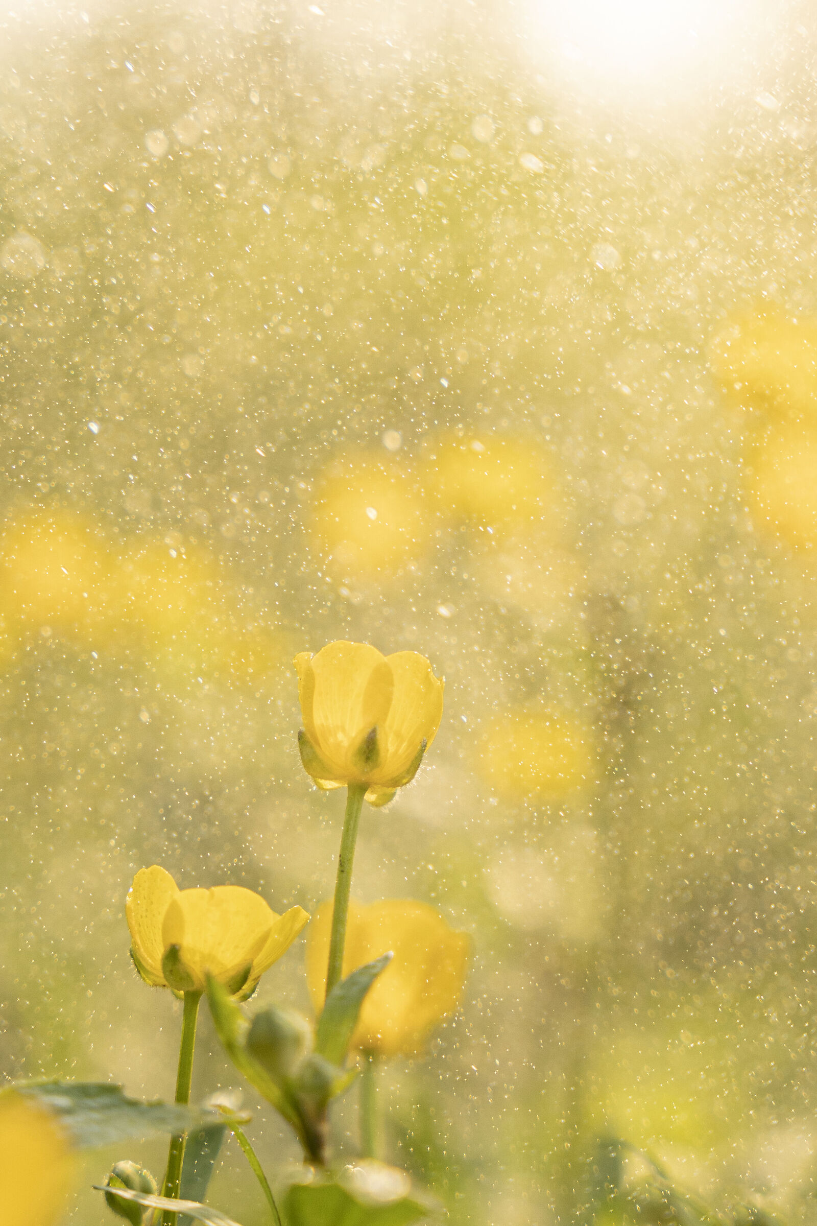 Brilla la pioggia nel giardino fiorito