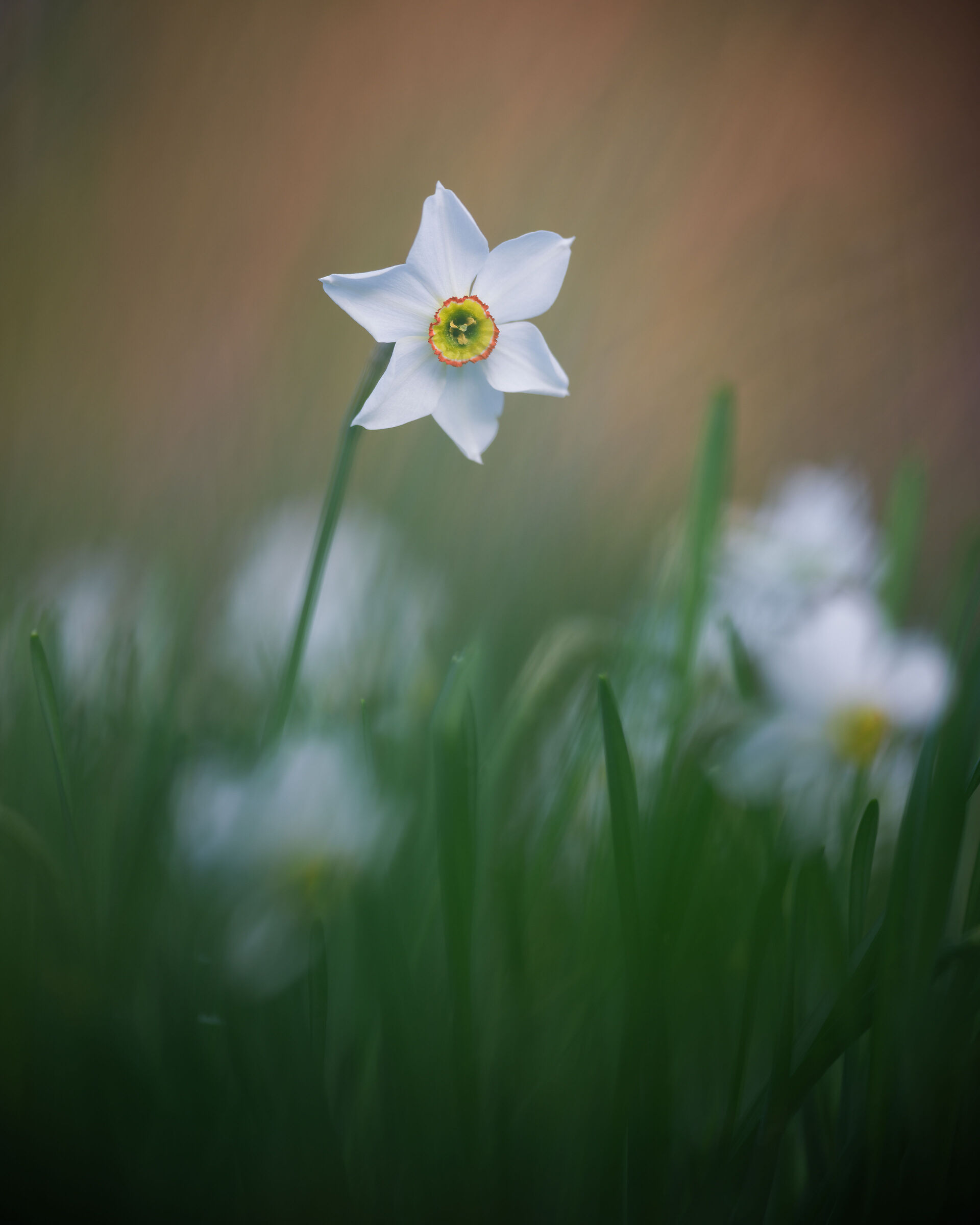 Narcissus poeticus