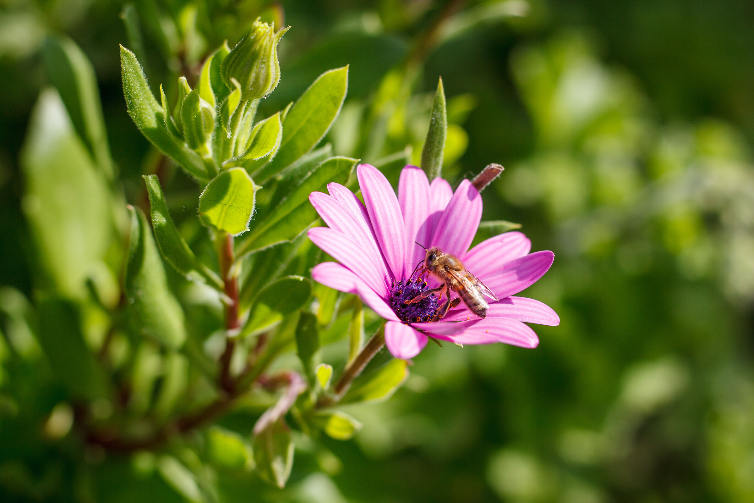 Macro in the Cinque Terre