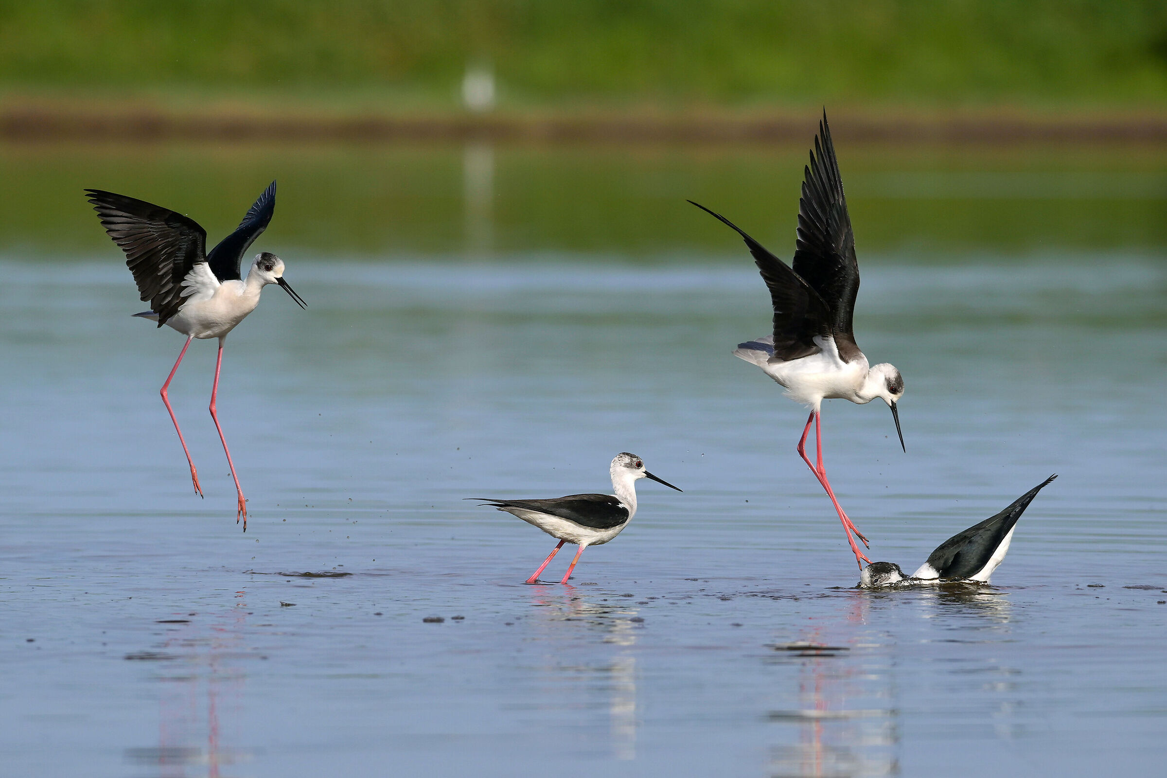 Skirmishes of knights